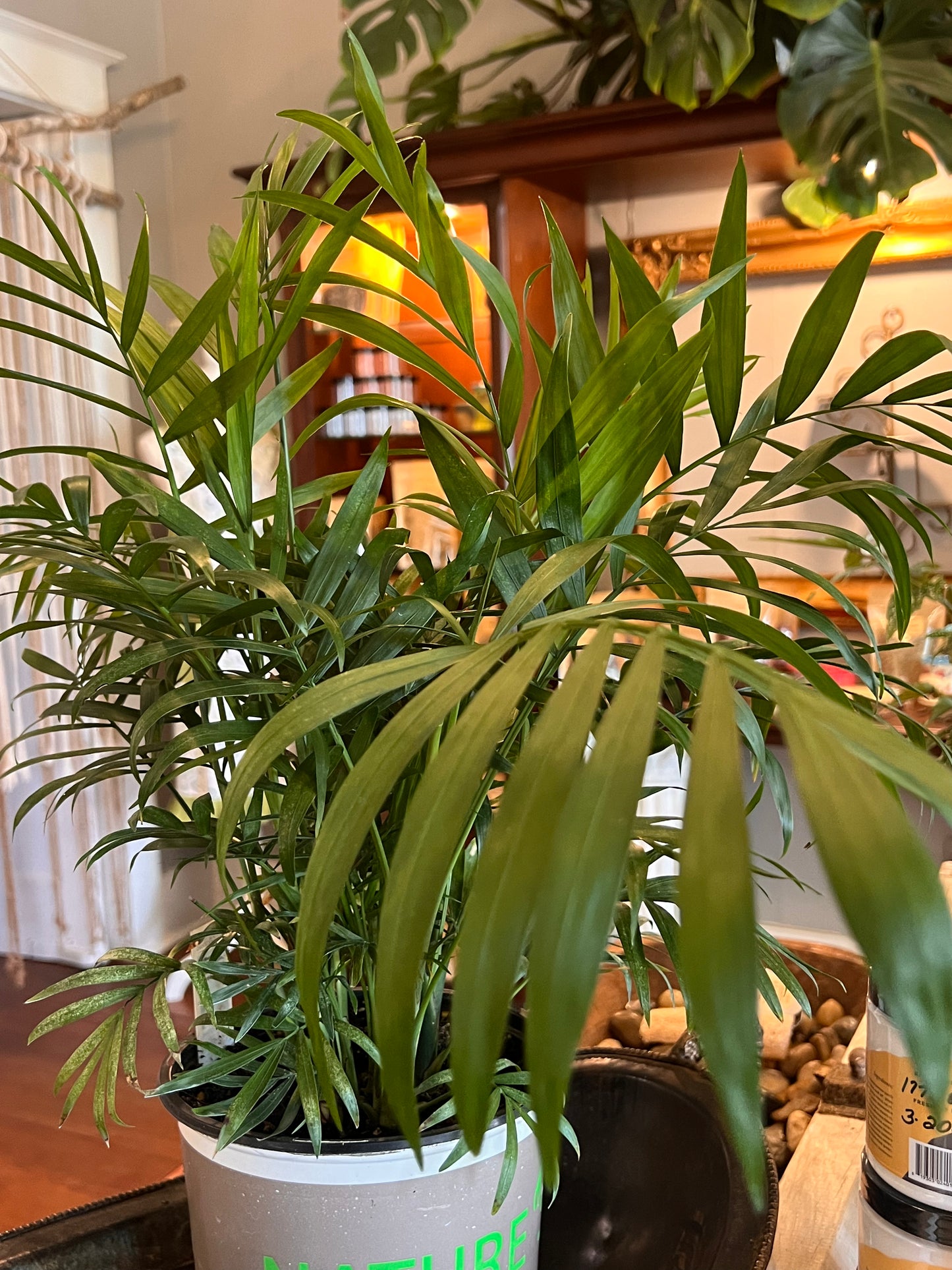 Palm Bella Chamaedorea Elegans