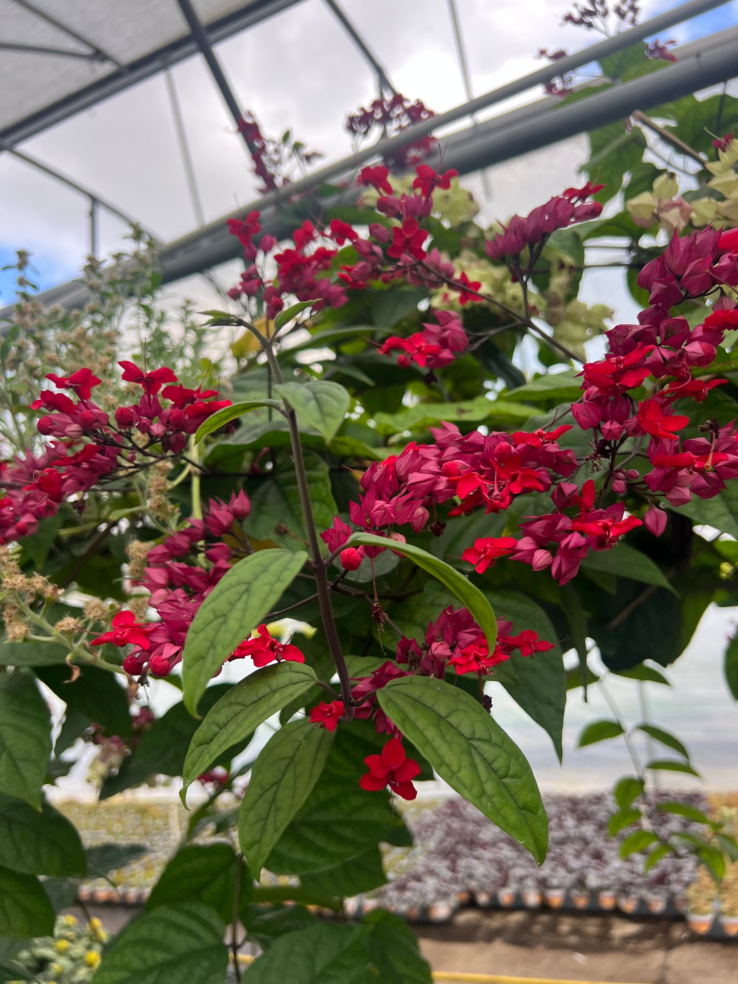 Bleading Heart Vine (Clerodendrum thomsoniae)