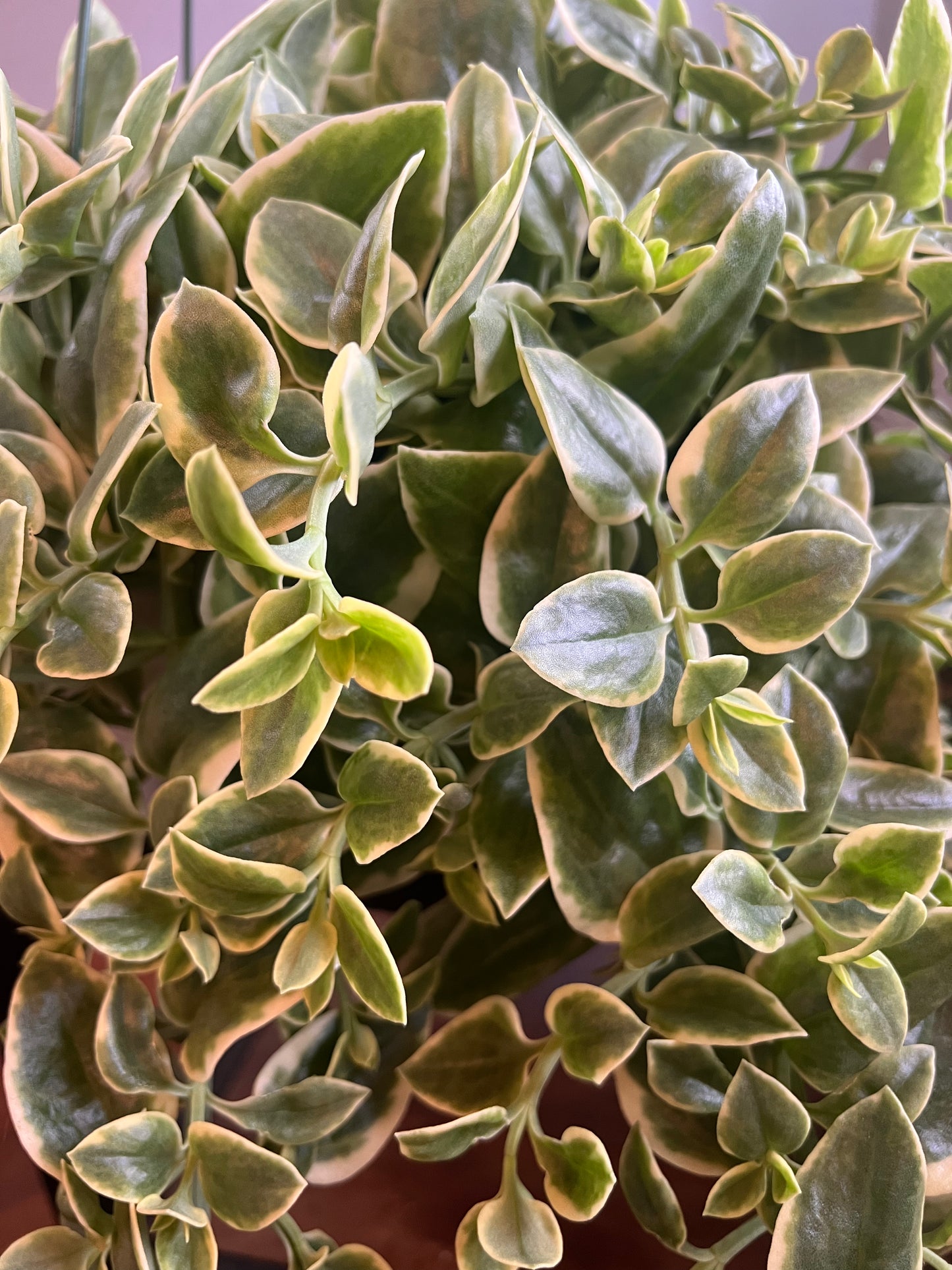 Dorotheanthus bellidiformis 'Variegated' (Variegated Livingstone Daisy)