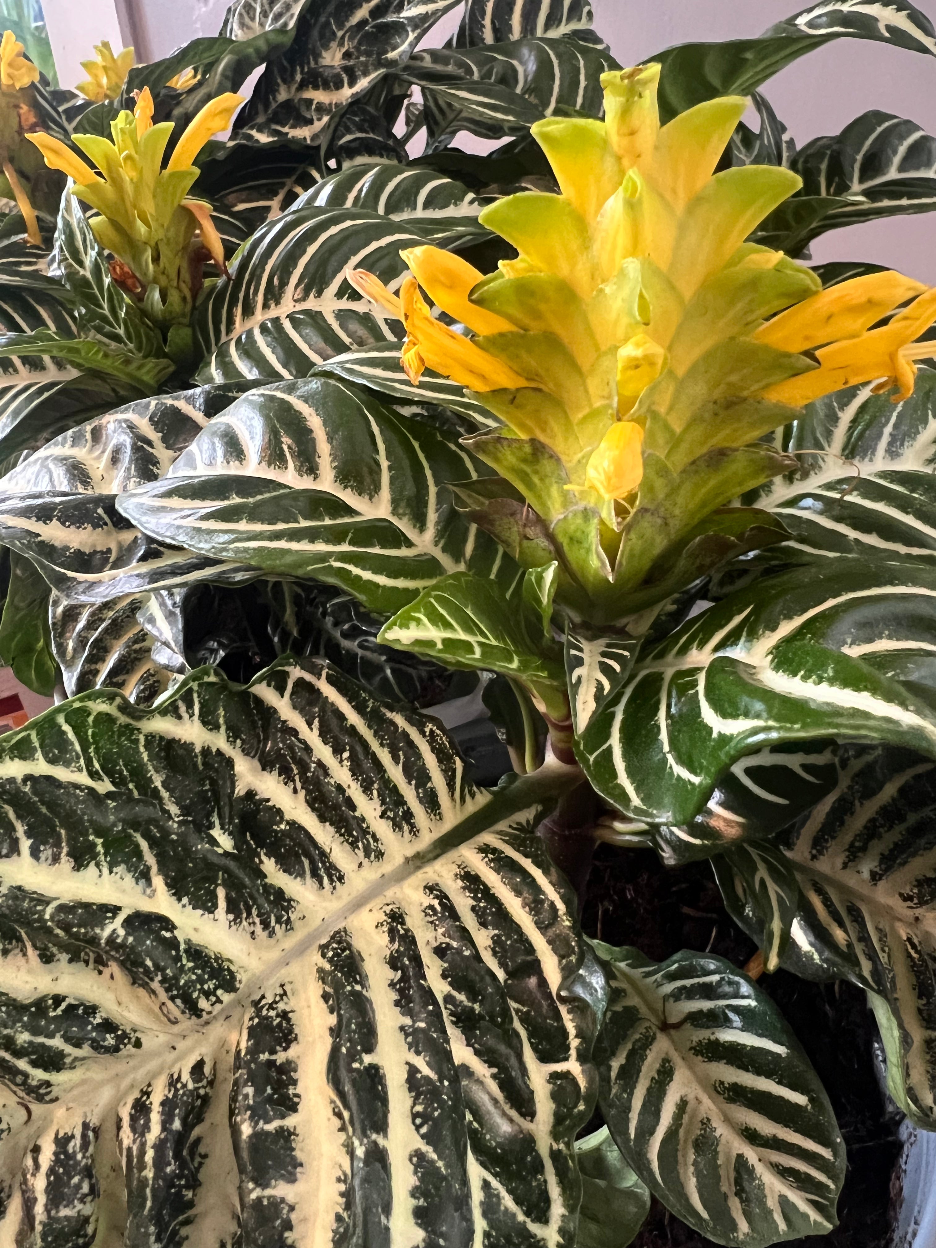 zebra palm plant Aphelandra squarrosa 'Dania' (Zebra Plant) – The Boho Being, LLC