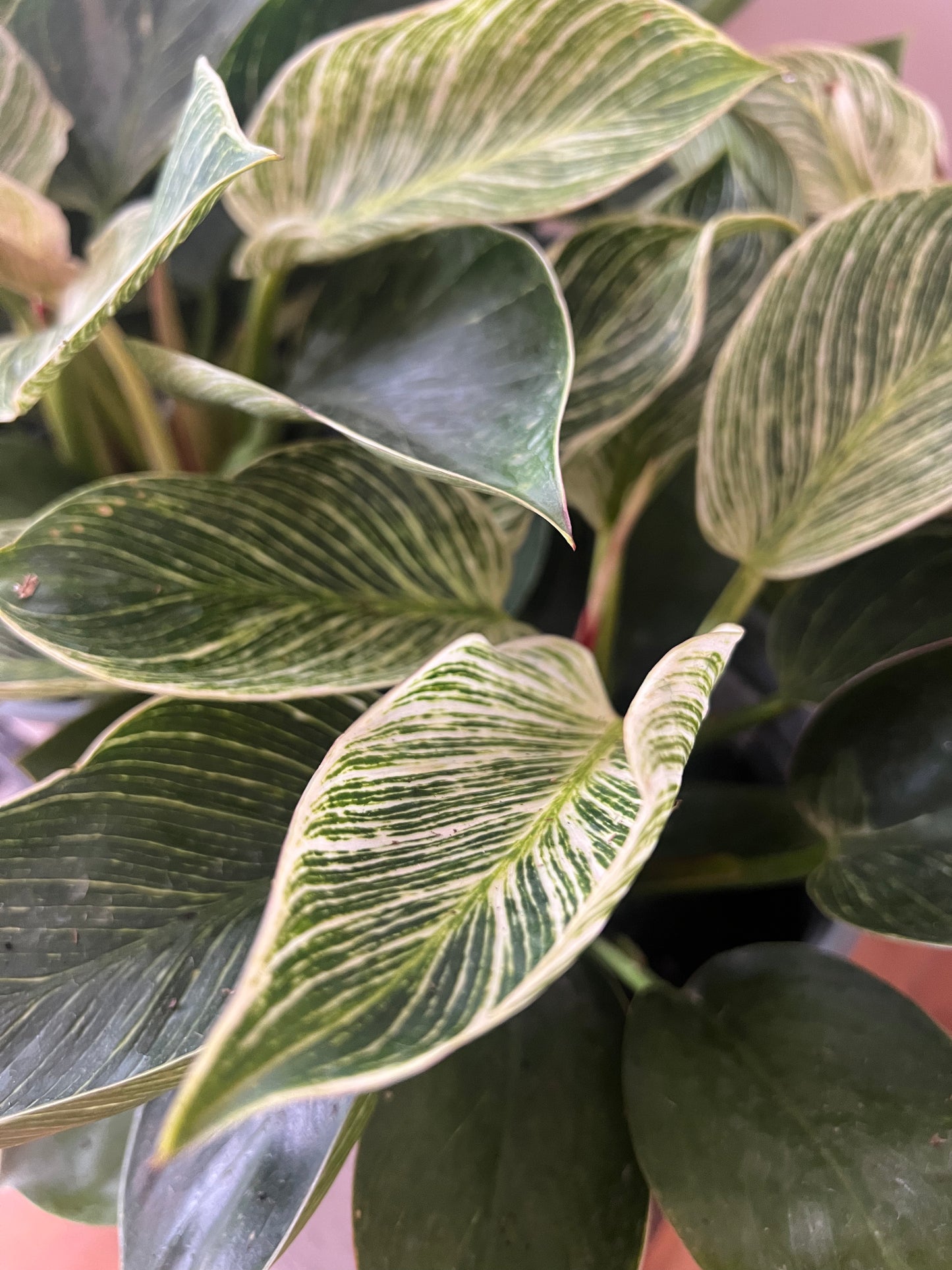 Philodendron 'Birkin'
