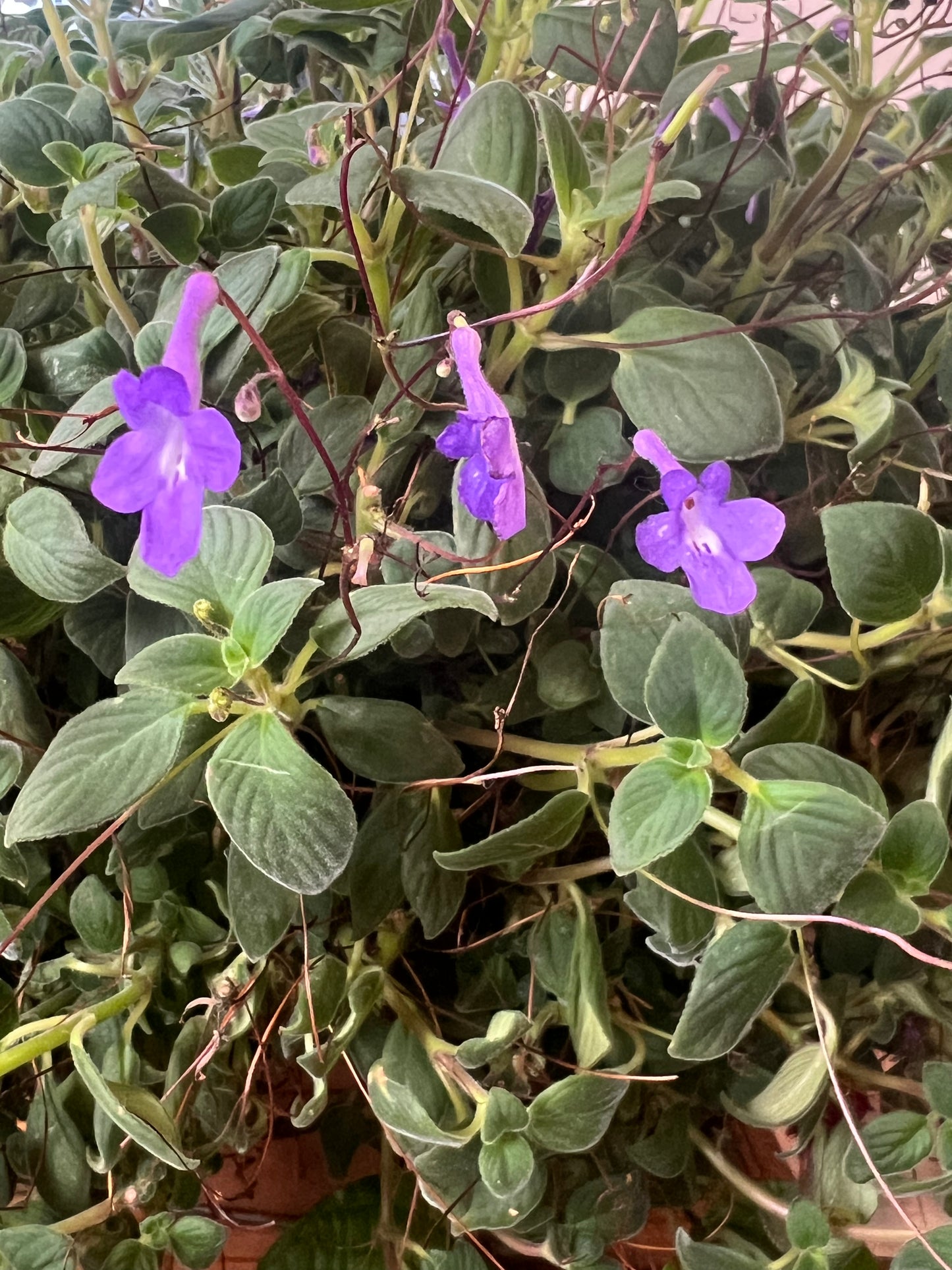 Streptocarpella 'Concord Blue'