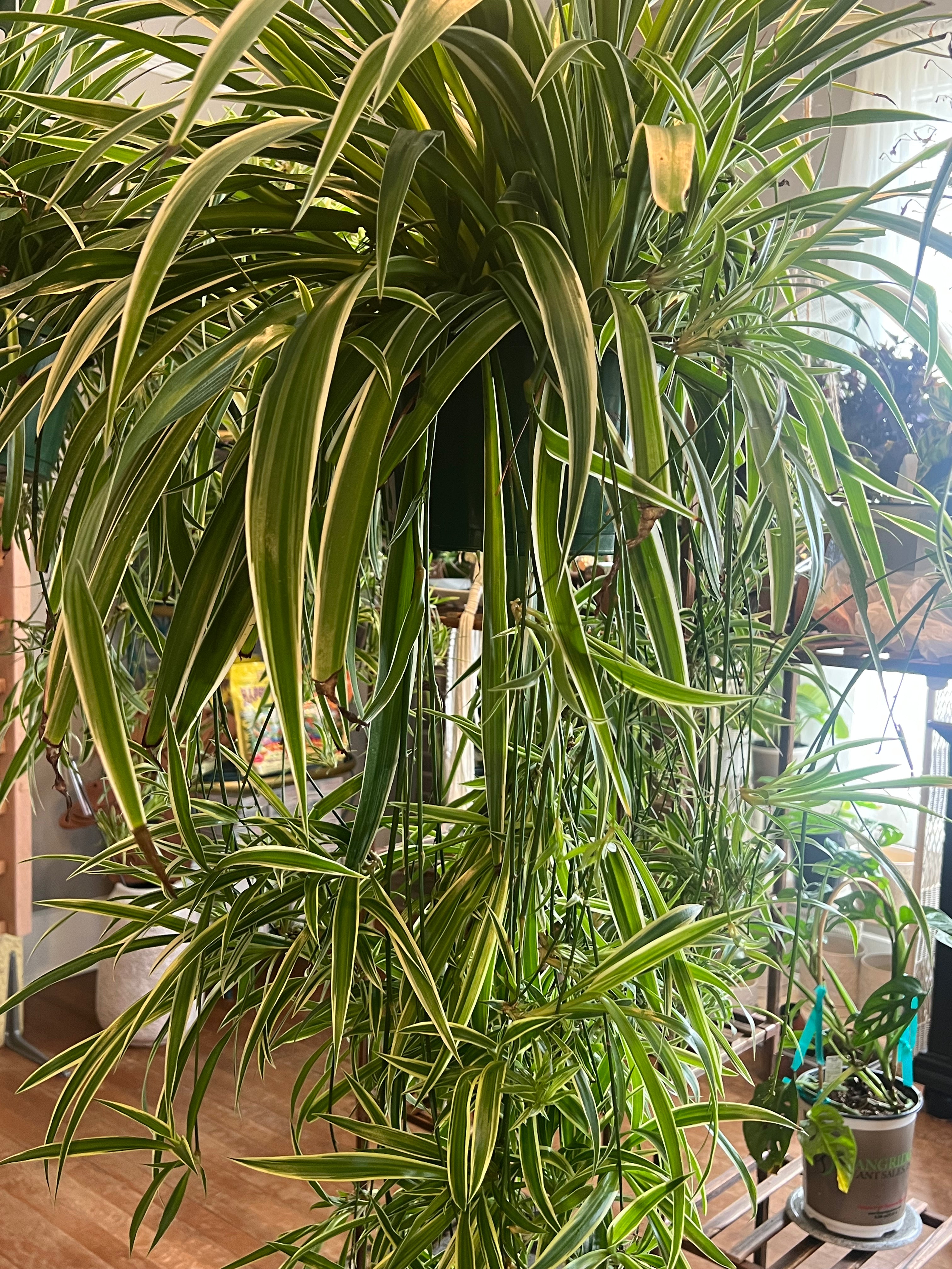 chlorophytum picturatum Chlorophytum comosum 'Variegatum' (Variegated Spider Plant)