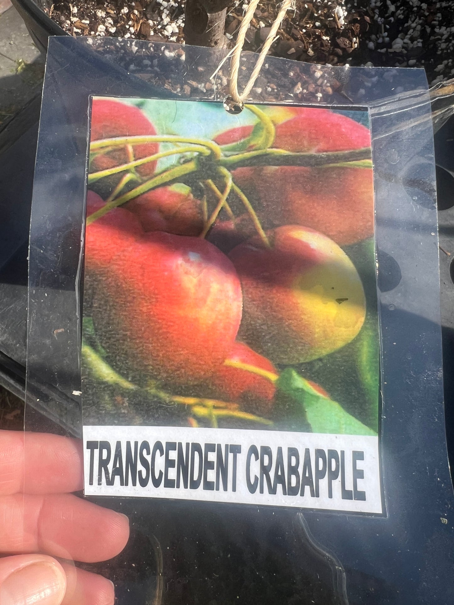 Transcendent Crabapple