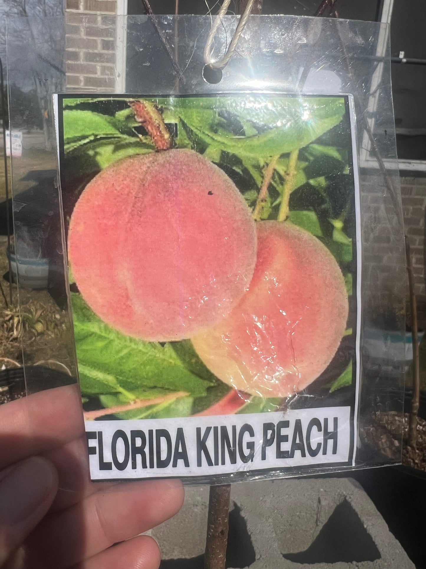 Florida King Peach
