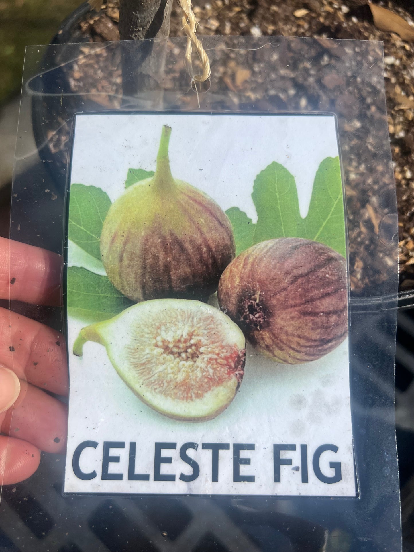 Fig, Celeste