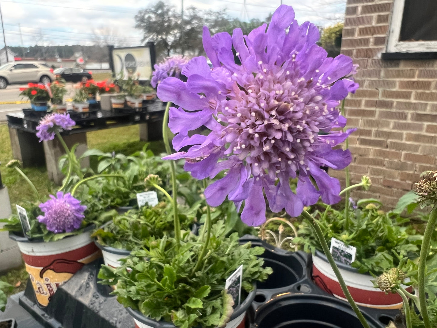 Scabiosa Butterfly Blue