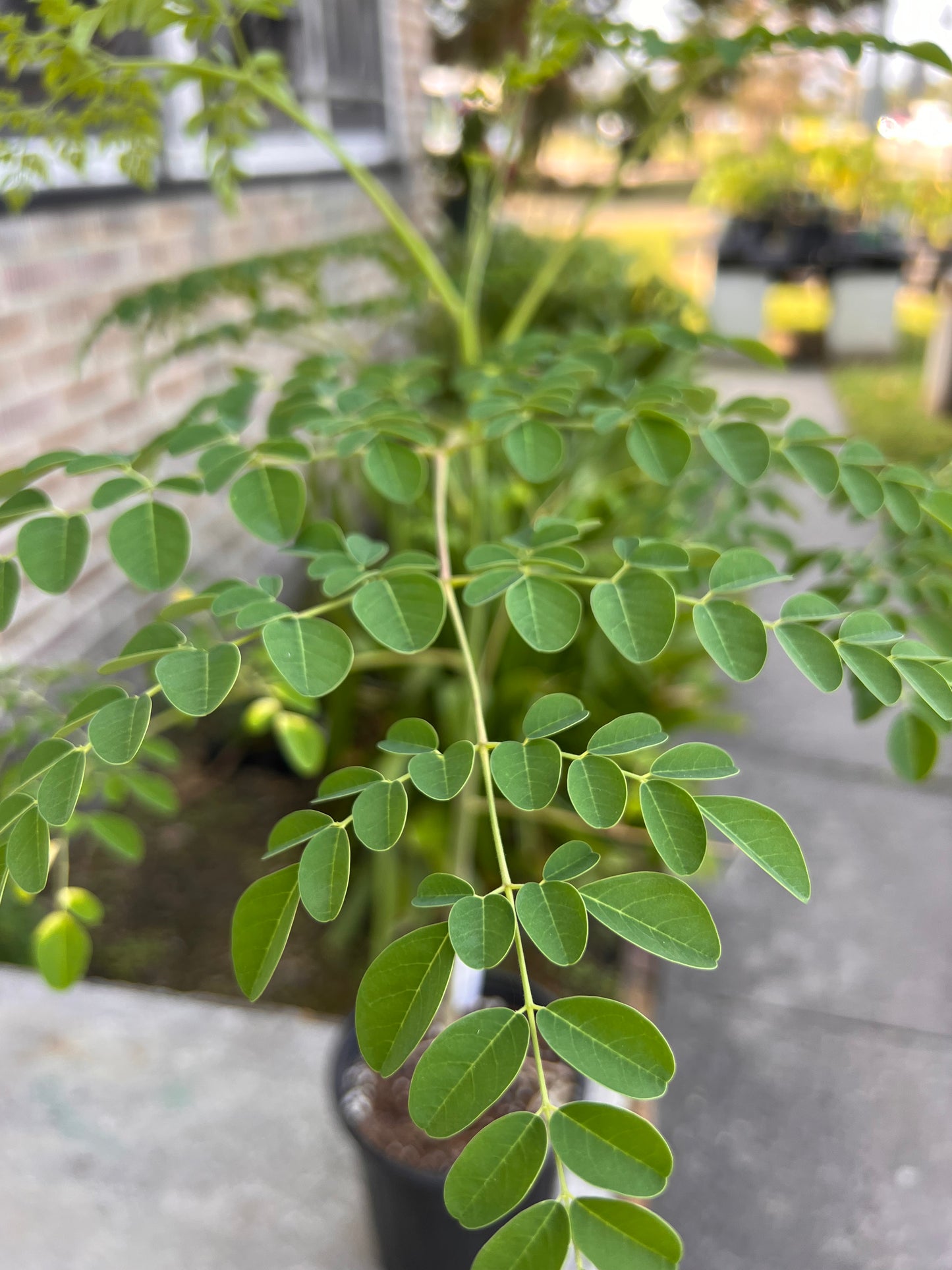 Moranga Tree (Moringa oleifera)