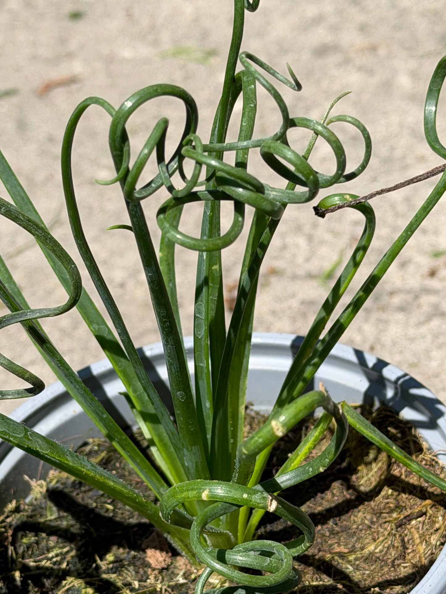 Albuca Frizzle Sizzle