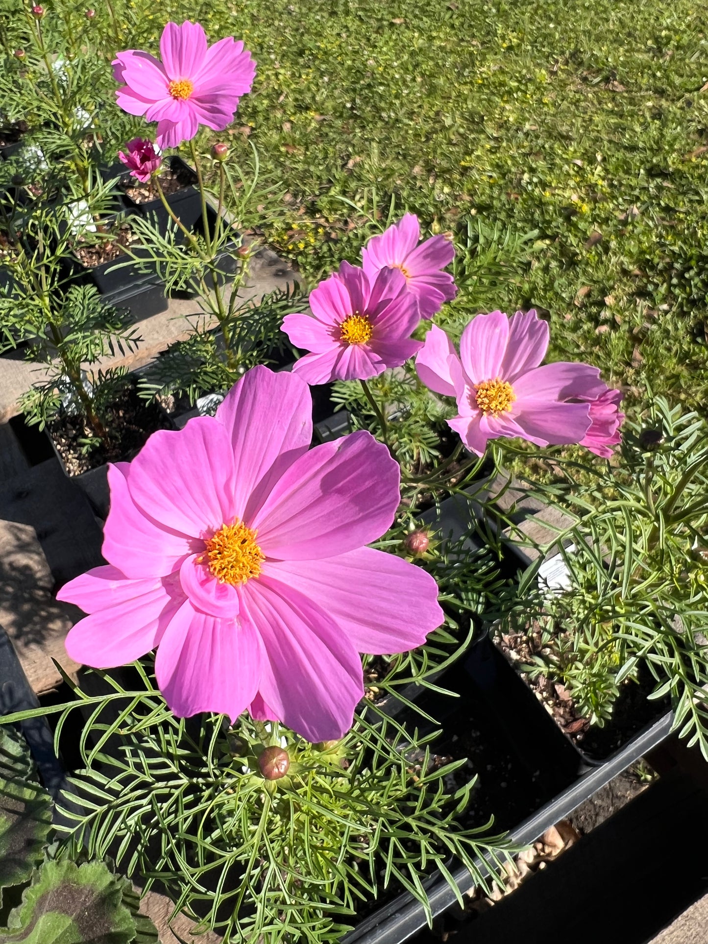 Cosmos Sonata Pink