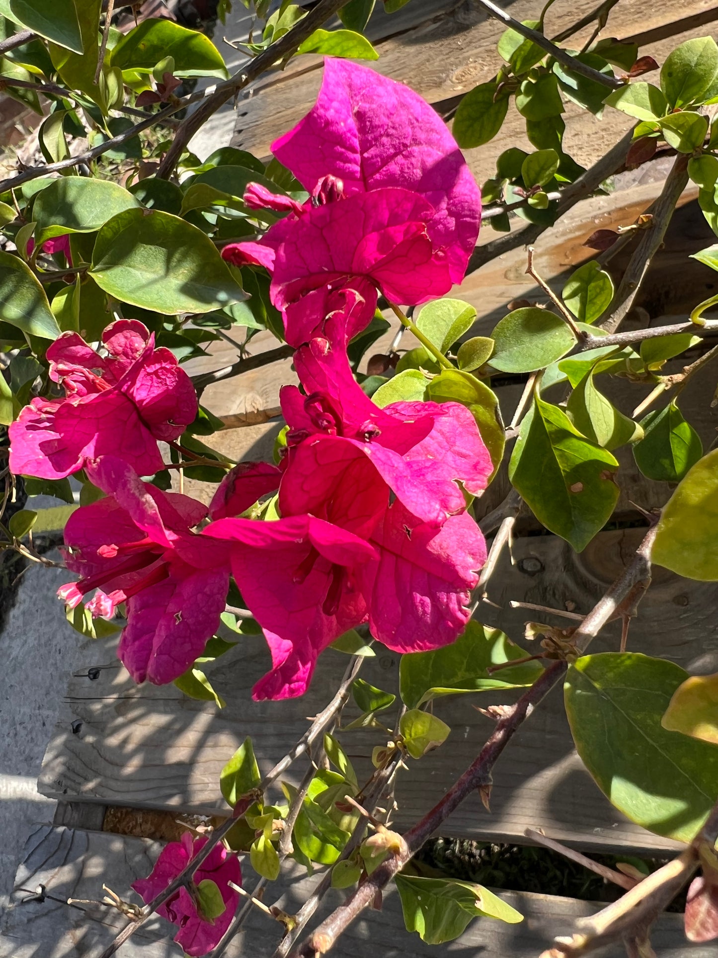 Bougainvillea Helen Johnson