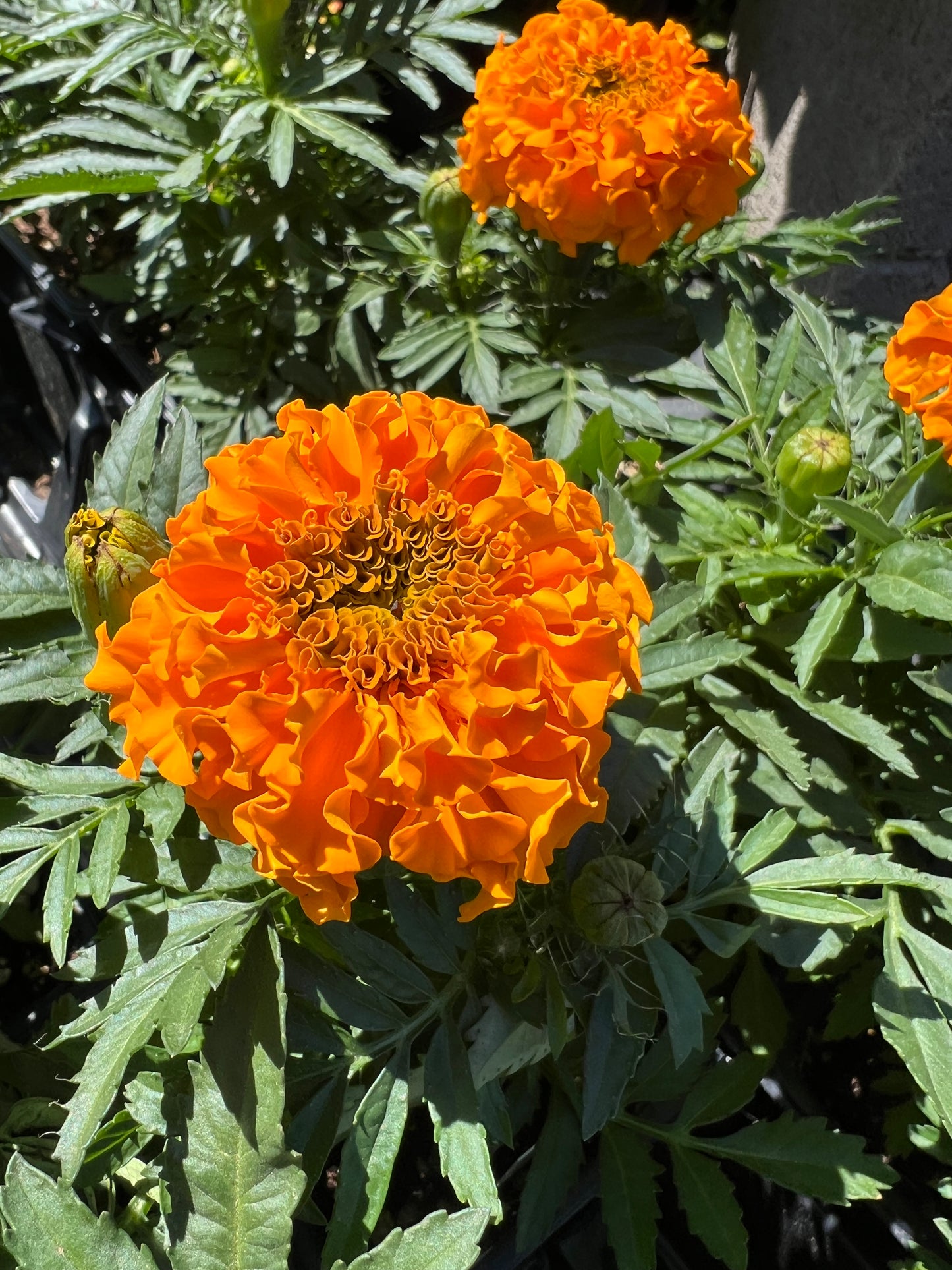 Marigolds - Taishan Orange
