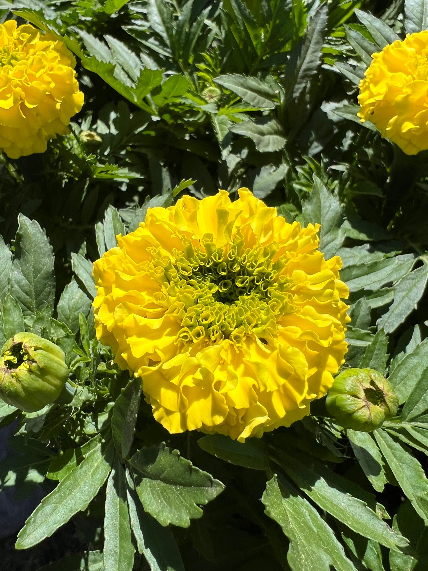 Marigolds - Taishan Yellow