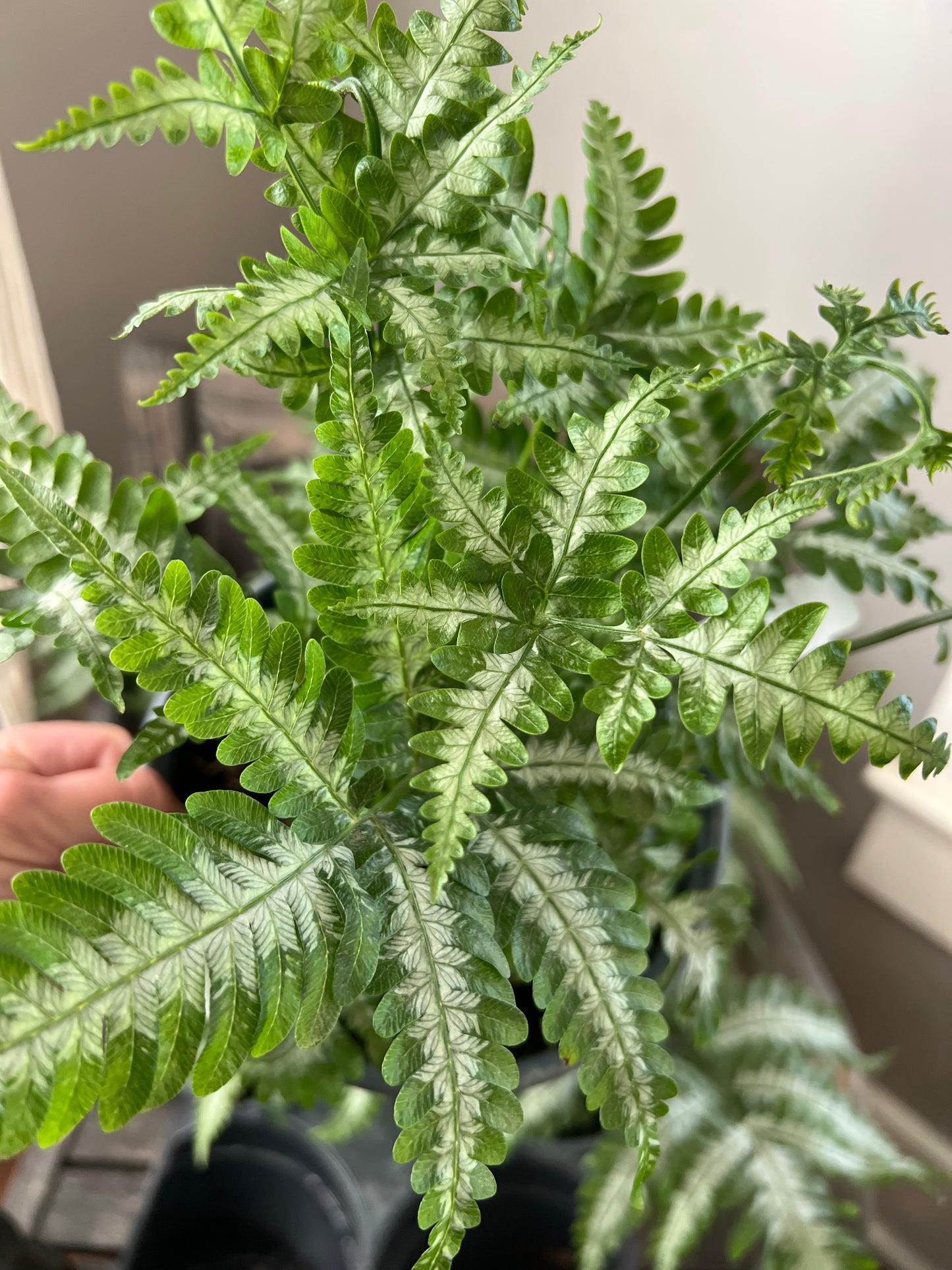 Pteris Silver Brake Fern