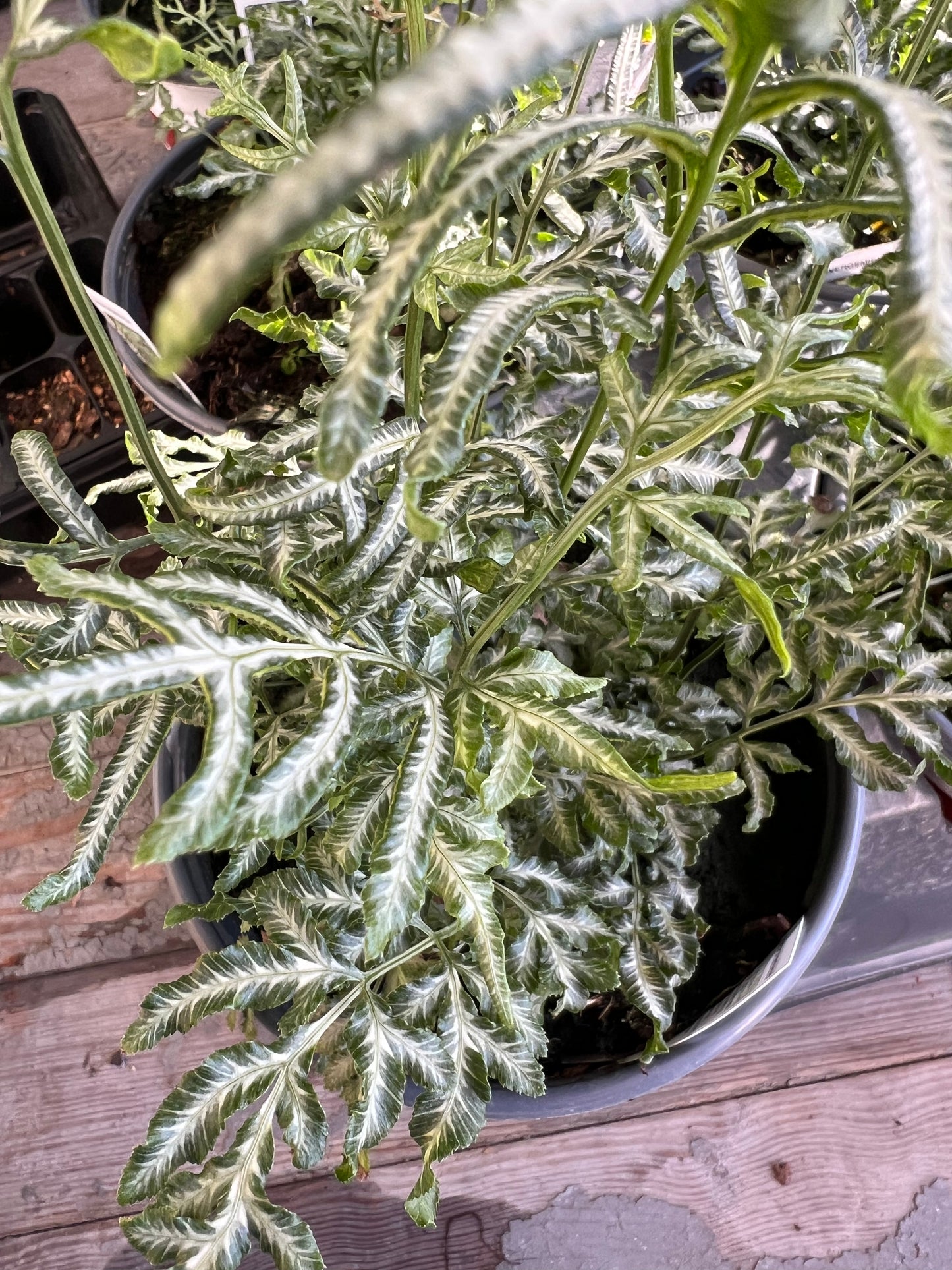 Pteris ‘Evergemiensis’ Silver Lace Fern