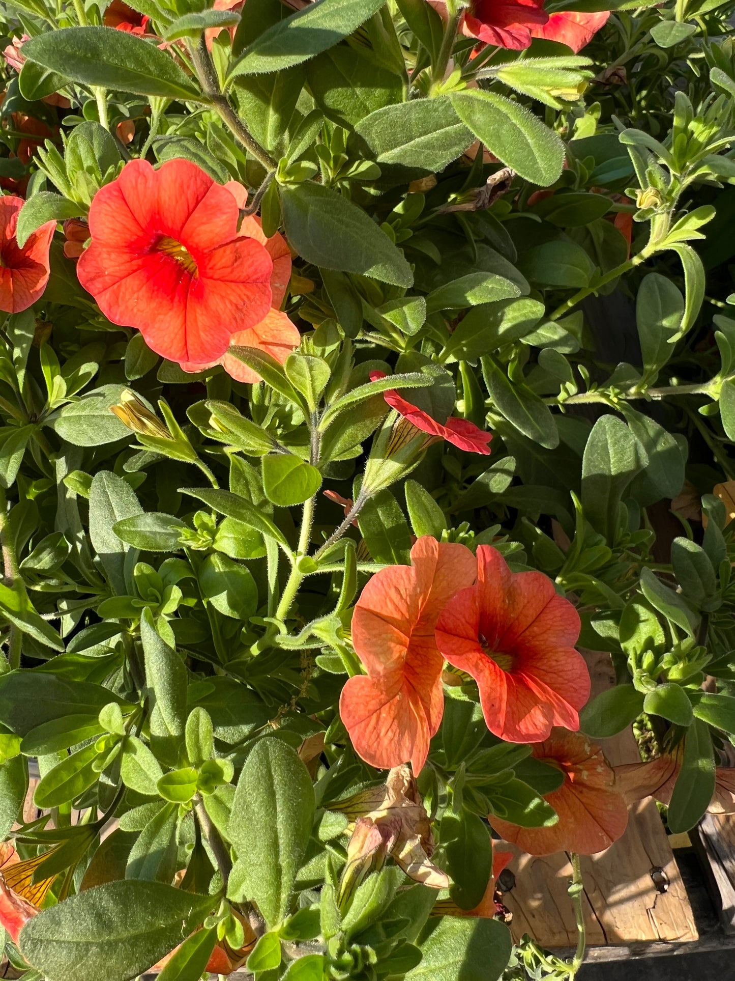 Calibrachoa 'Lia Melon'