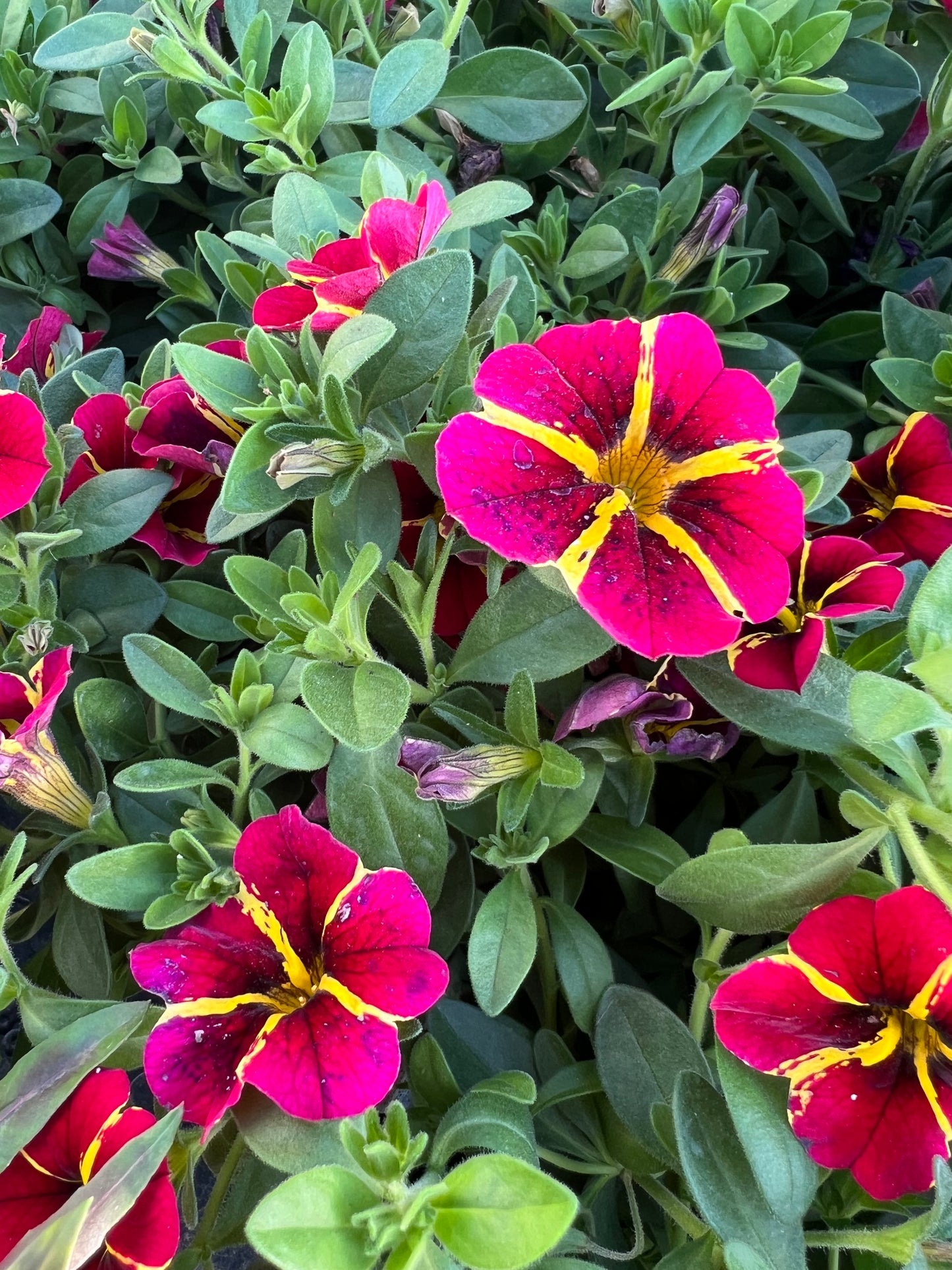 Calibrachoa Colibri™ Red Bling