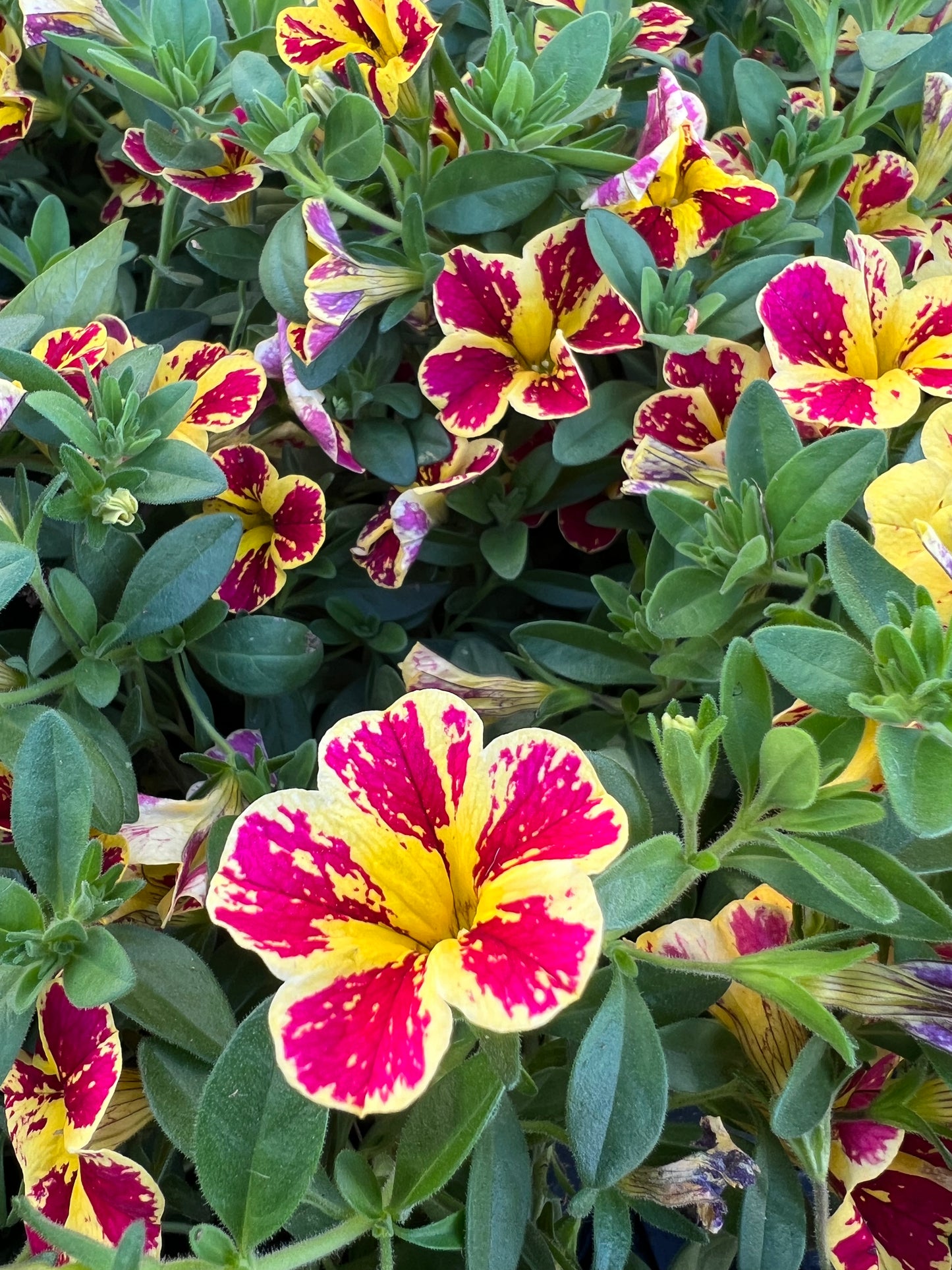 Calibrachoa 'Lia Lemon Cherry'