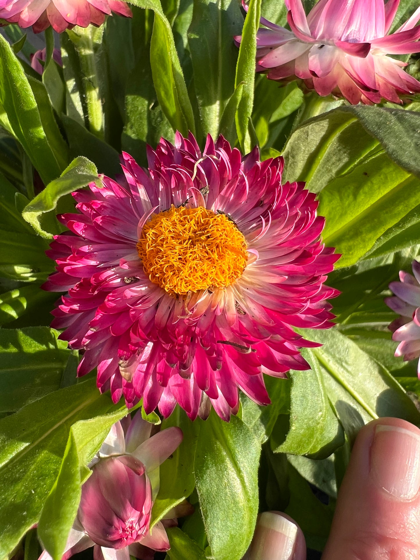 Bracteatum ‘Cottage Rose’