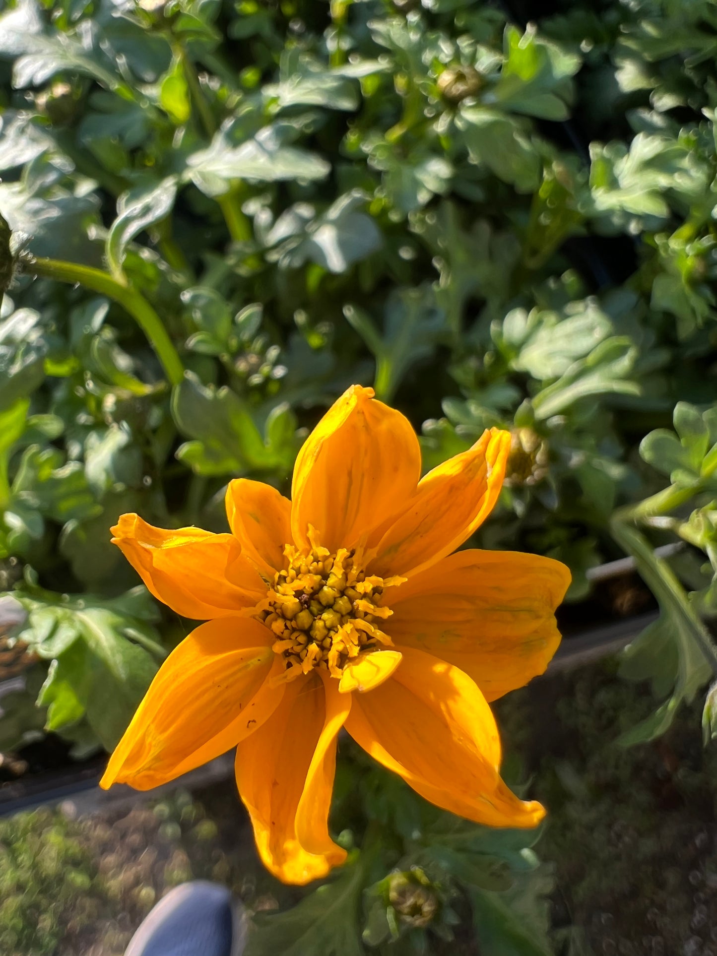 Bidens Golden Empire™