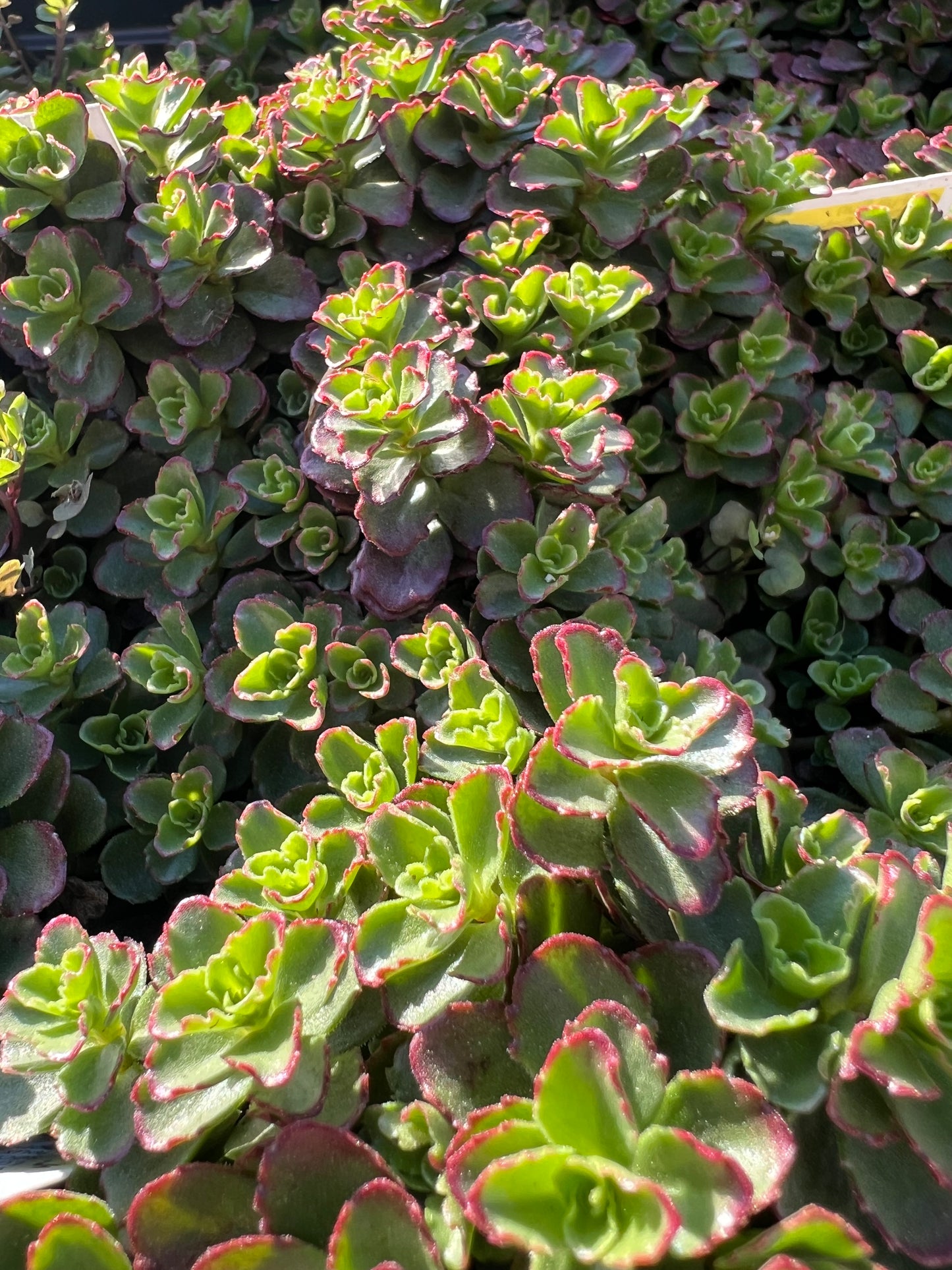 Sedum Spot On™ Deep Rose