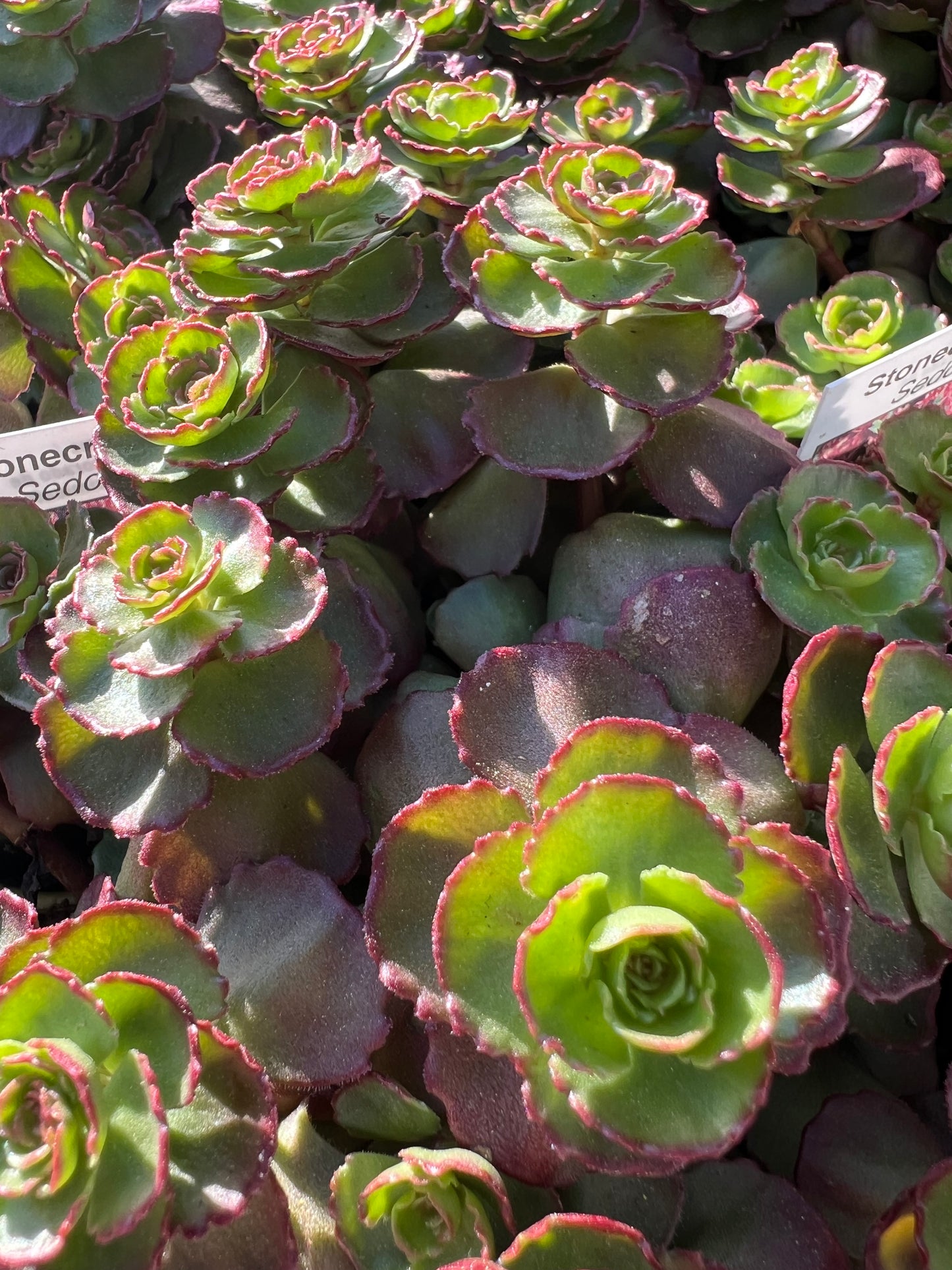 Sedum Stonecrop ‘Dragon’s Blood”