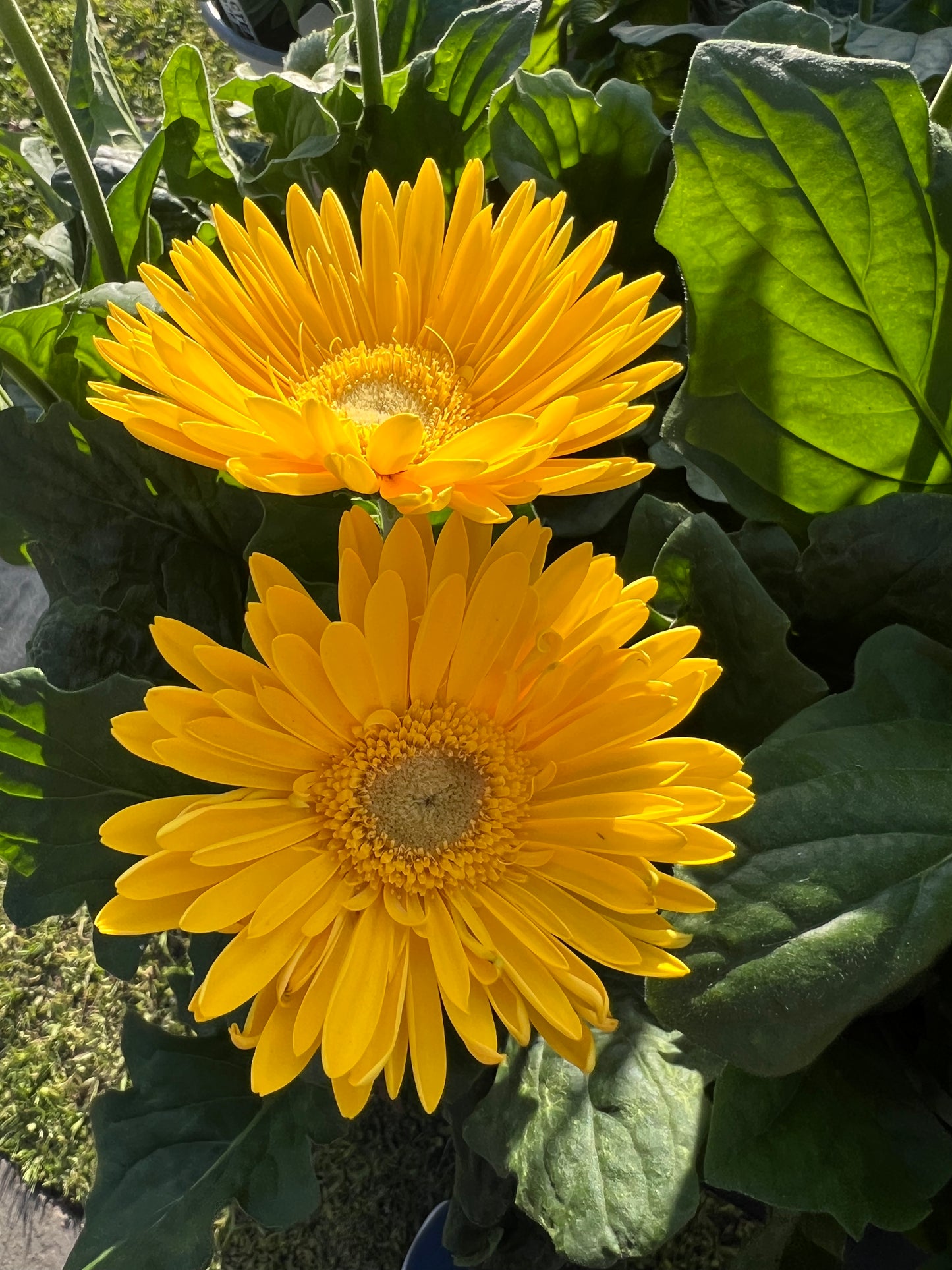Gerbera Flori Line® Giants Mix