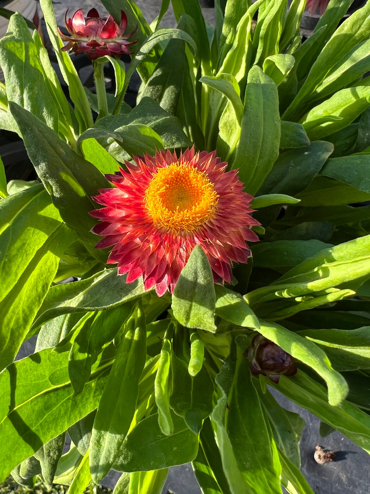 Bracteatum ‘Cottage Bronze’