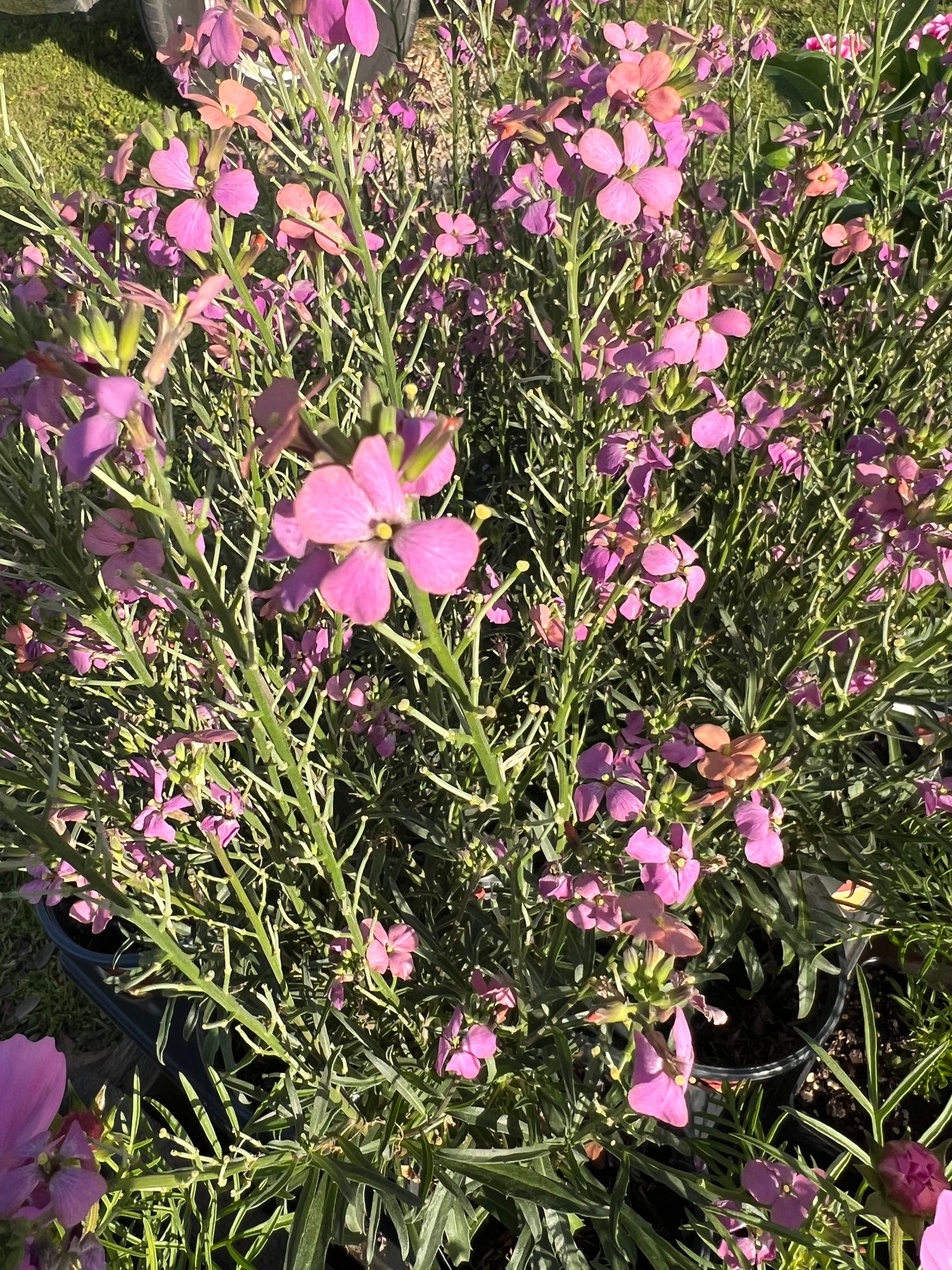 Erysimum Sunstrong Bicolor Purple