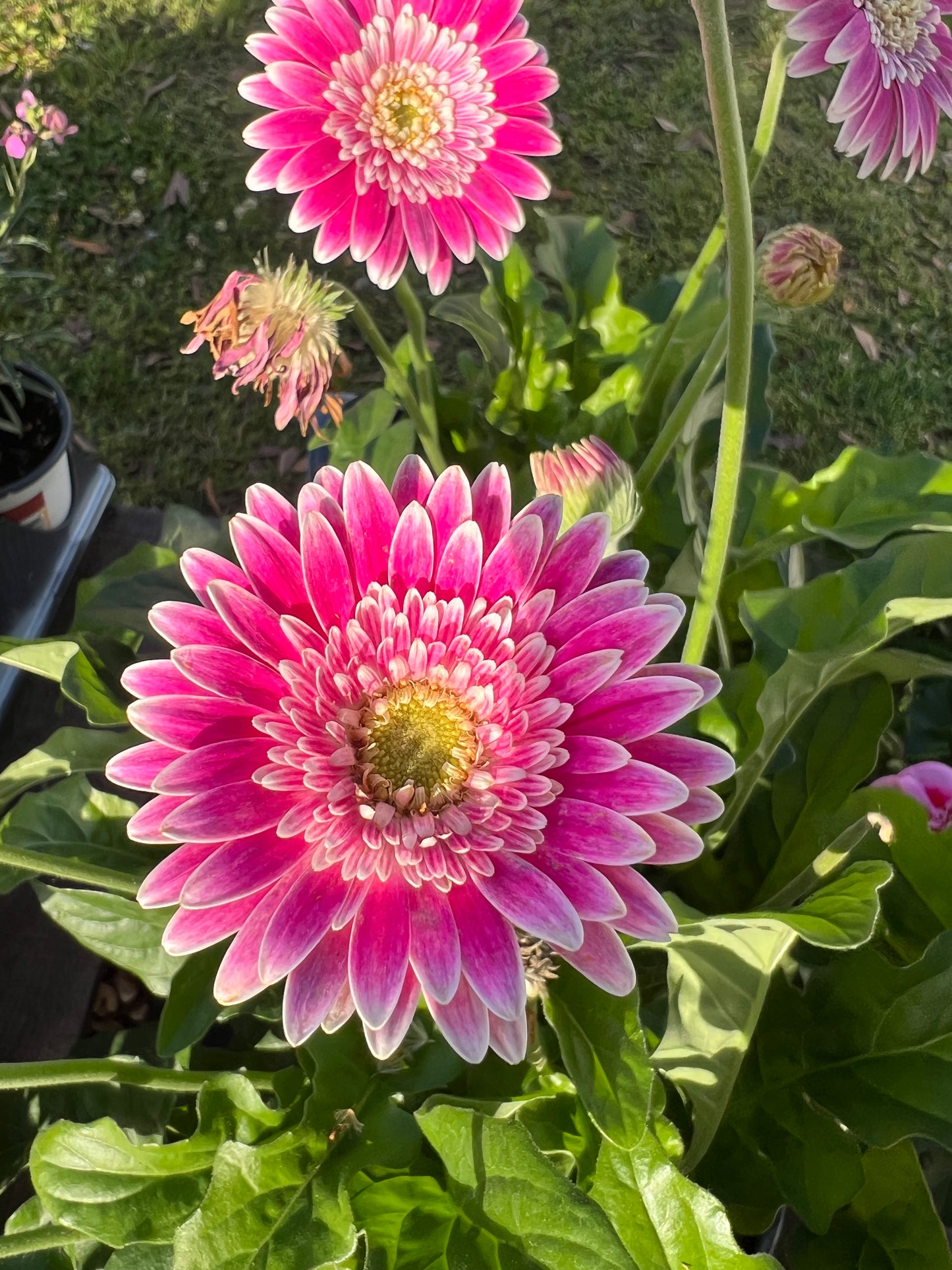 Gerbera Garvinea® Sweet Fiesta Pink