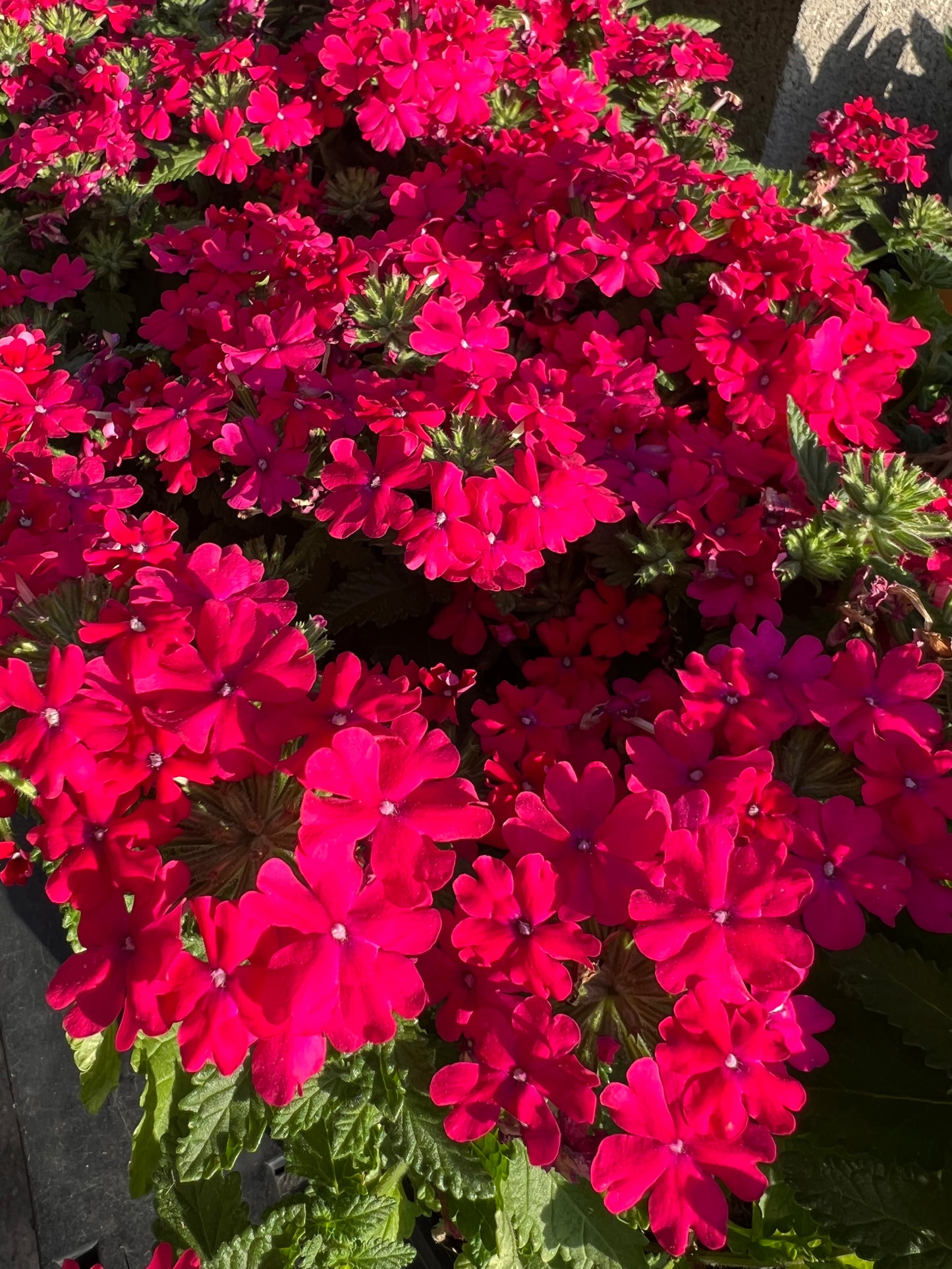 Verbena - Vanessa™ Compact Neon Pink