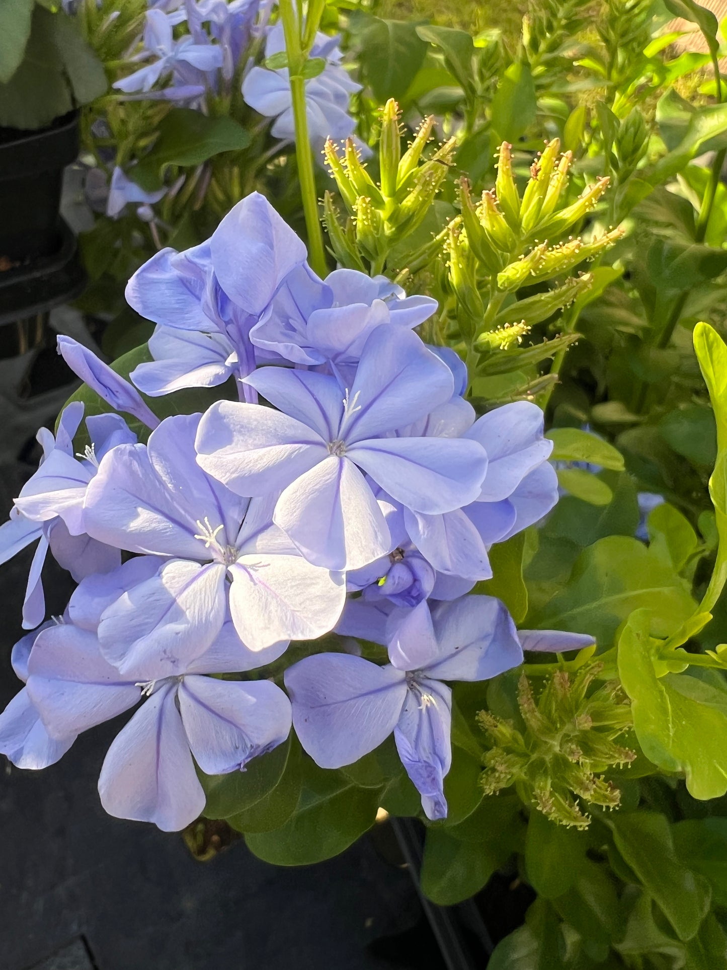 Plumbago auriculata Imperial Blue Plumbago
