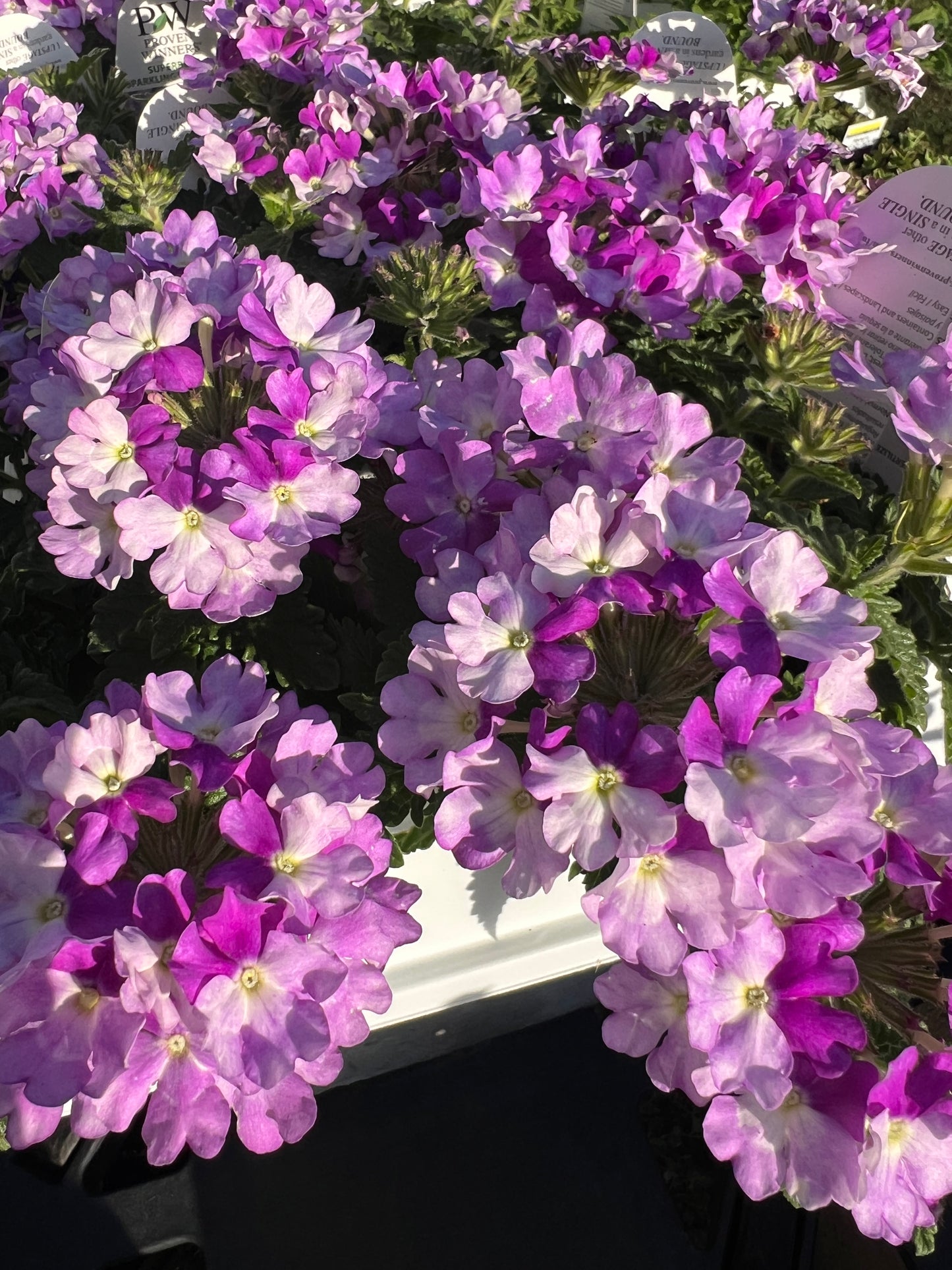 Superbena® 'Sparkling Amethyst'