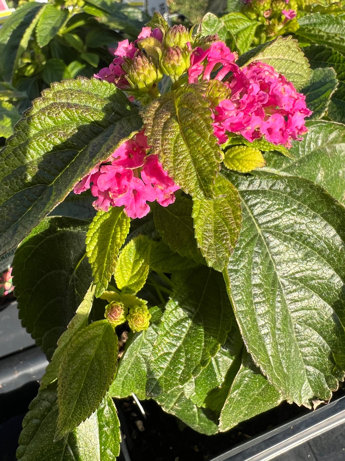 Lantana - Gem™ Compact Pink Opal