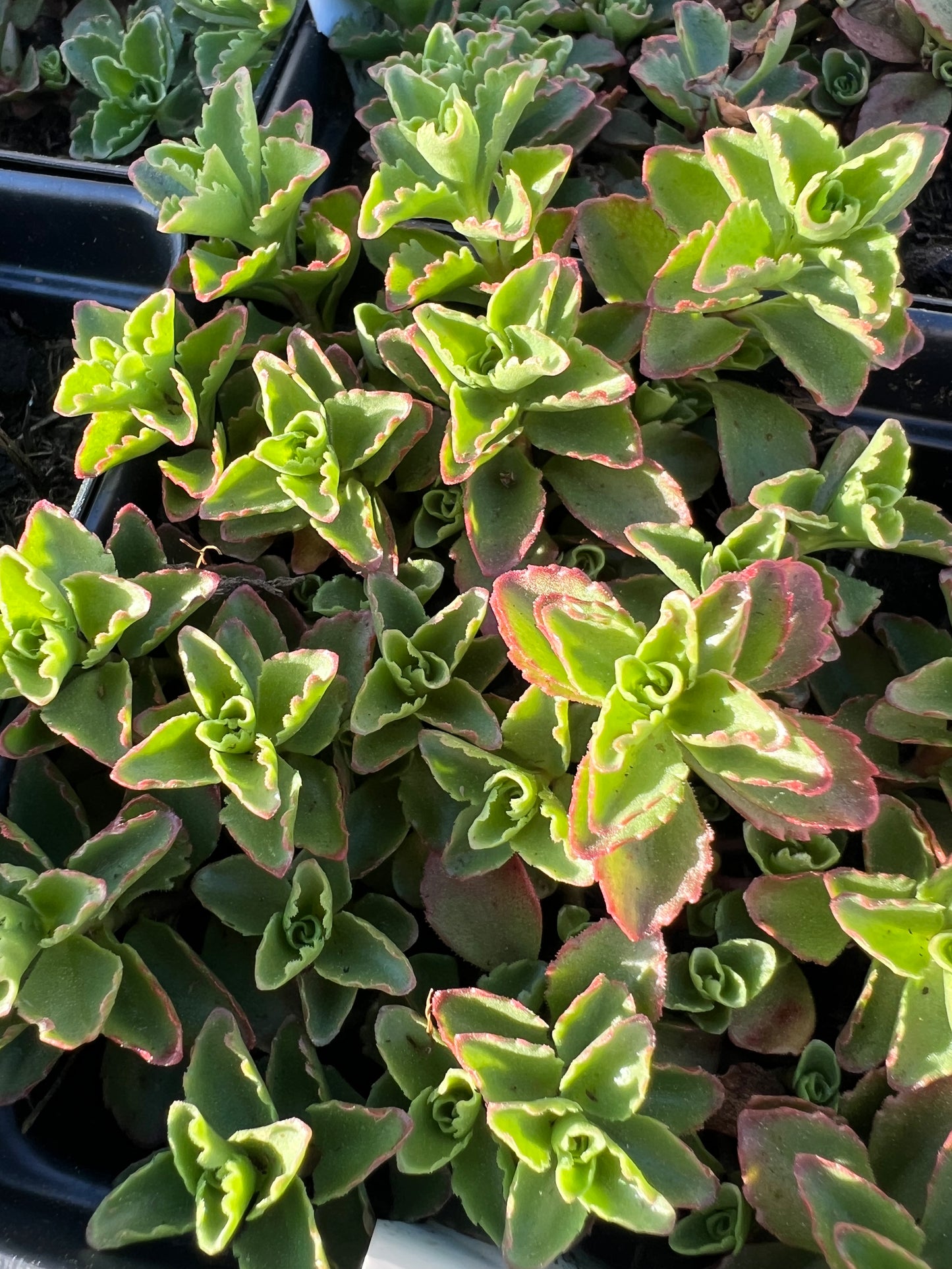 Sedum Spot On™ Pink