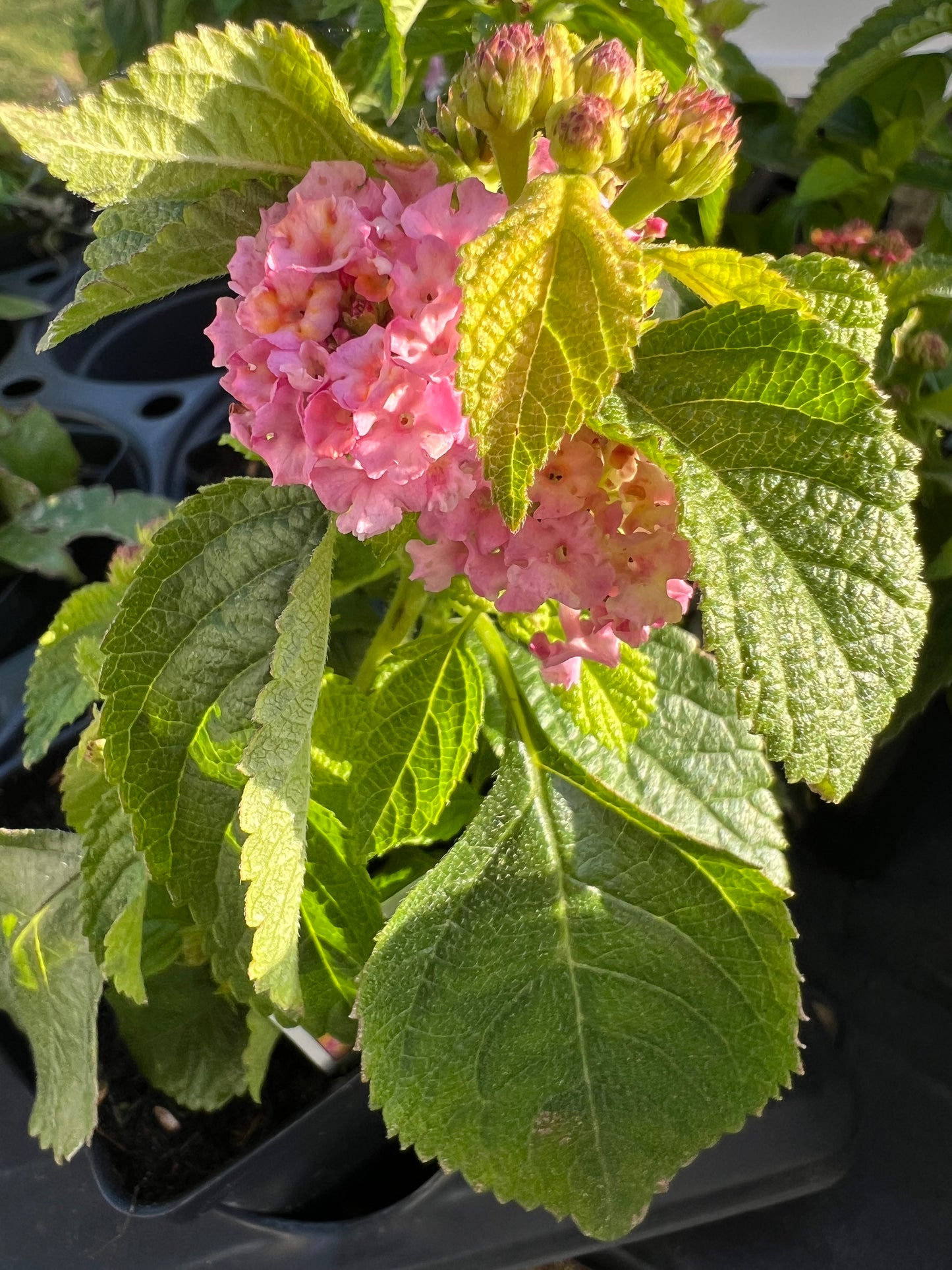 Lantana - Gem™ Rose Quartz