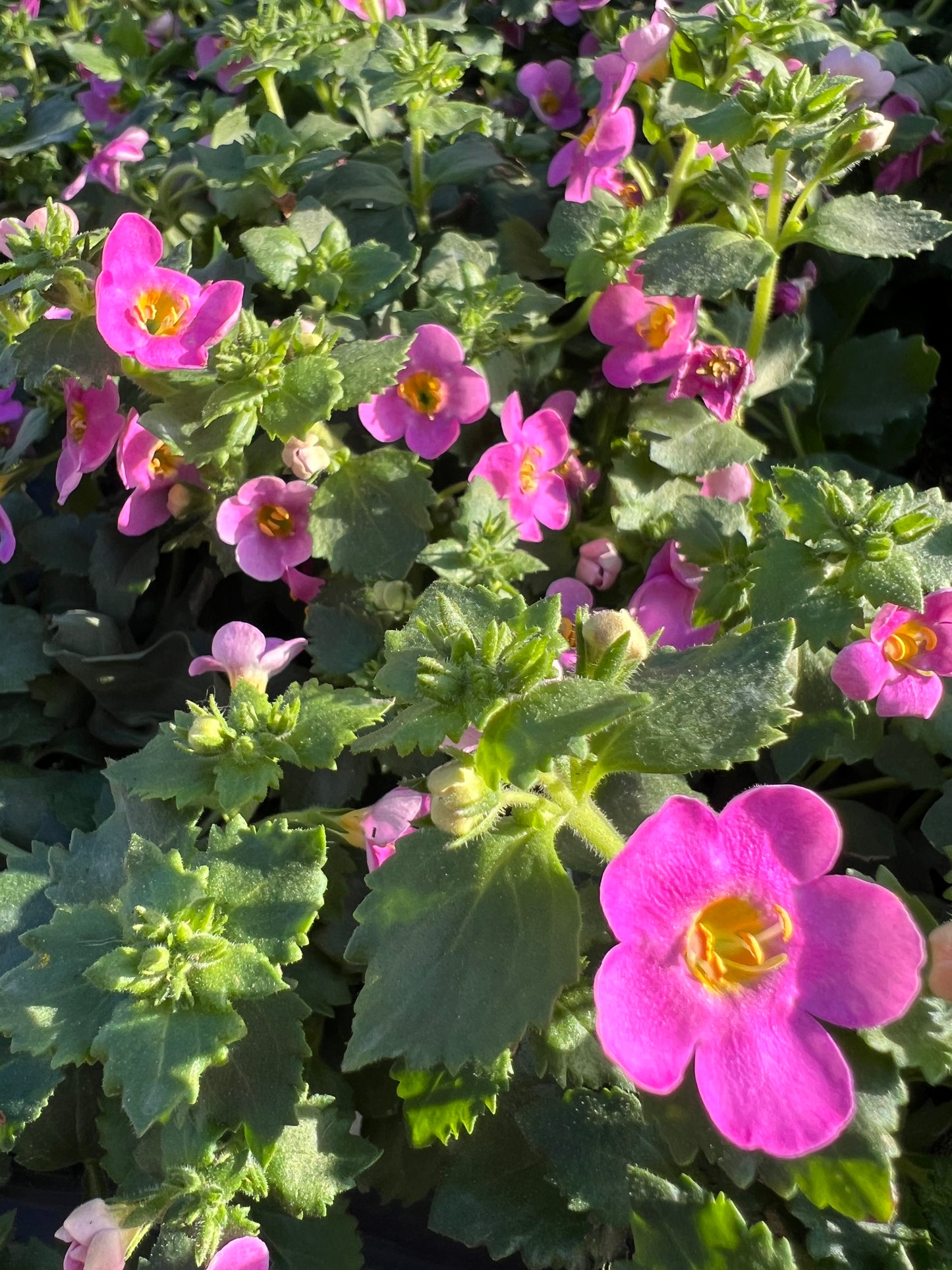 Bacoba Scopia Gulliver™ Compact Rosa