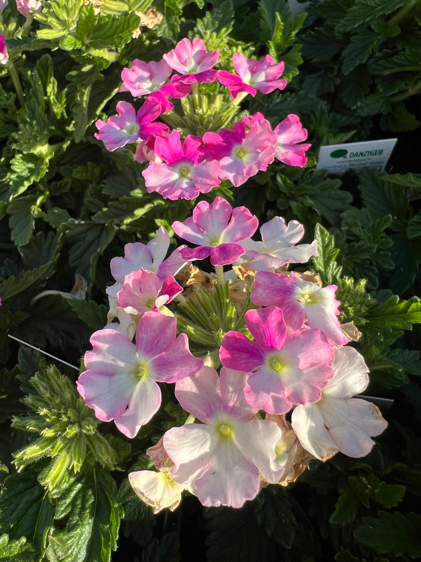 Verbena - Vanessa™ Compact Bicolor Rose