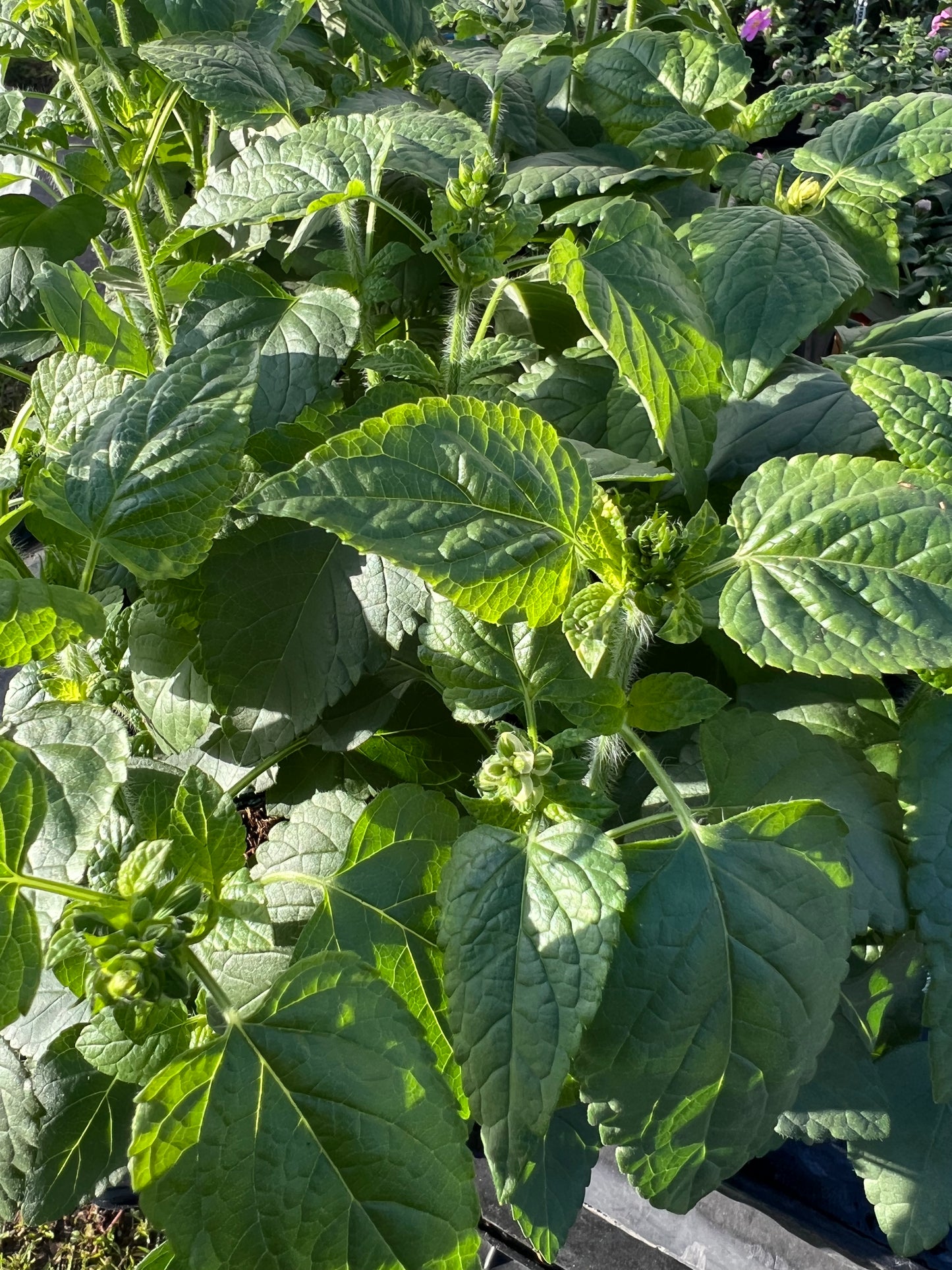 Salvia Hummingbird ‘Snow Nymph’