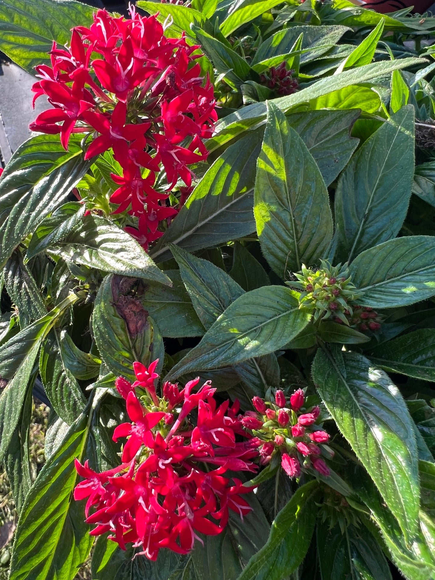 Pentas Beebright™ Lipstick