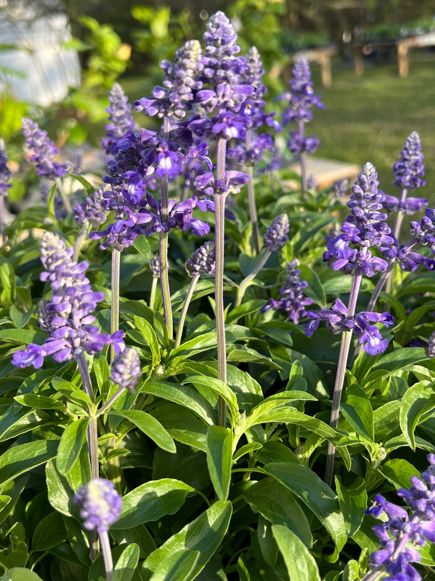 Salvia Sallyfun™ Bicolor Blue