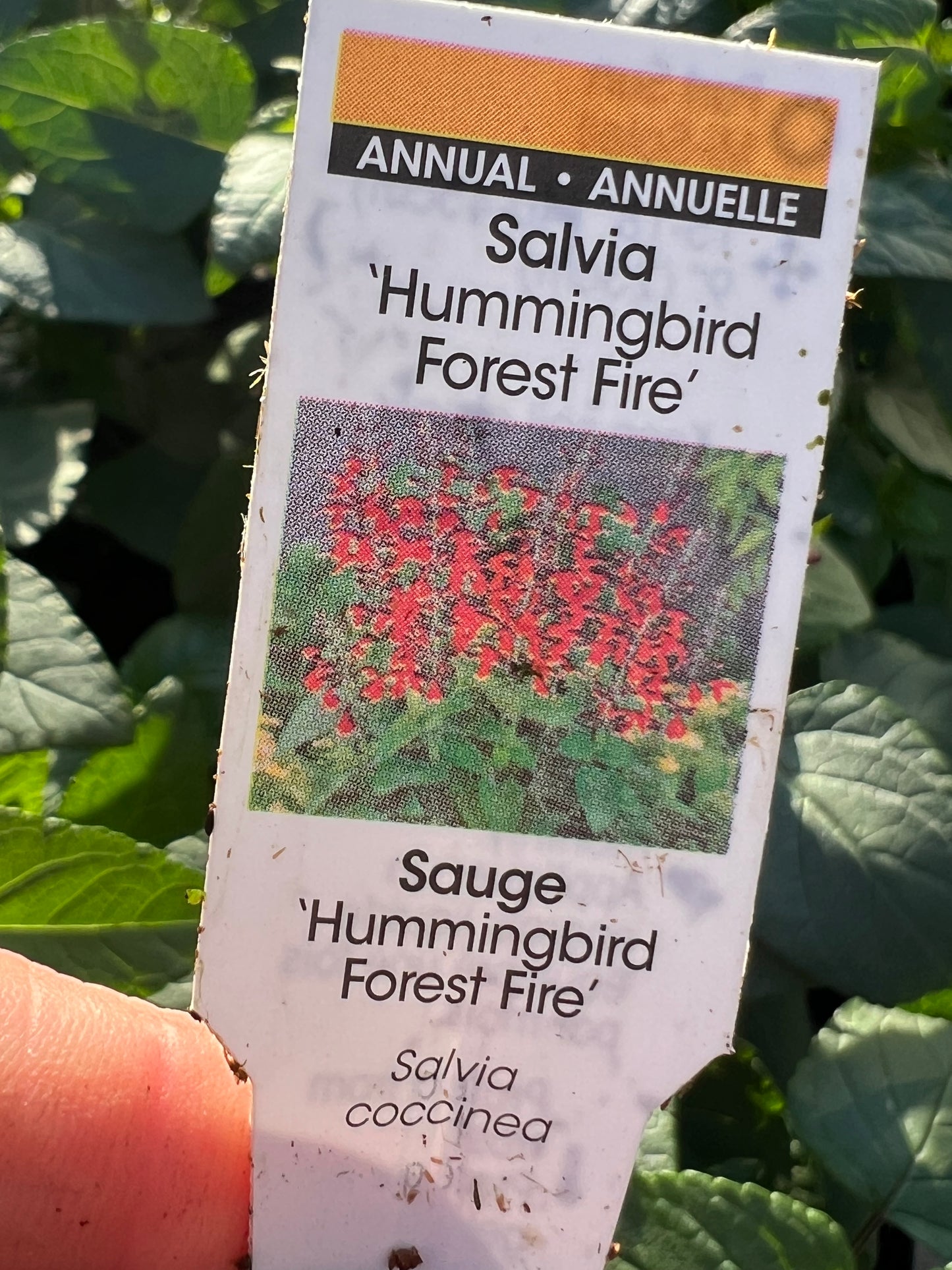 Salvia Hummingbird Forest Fire