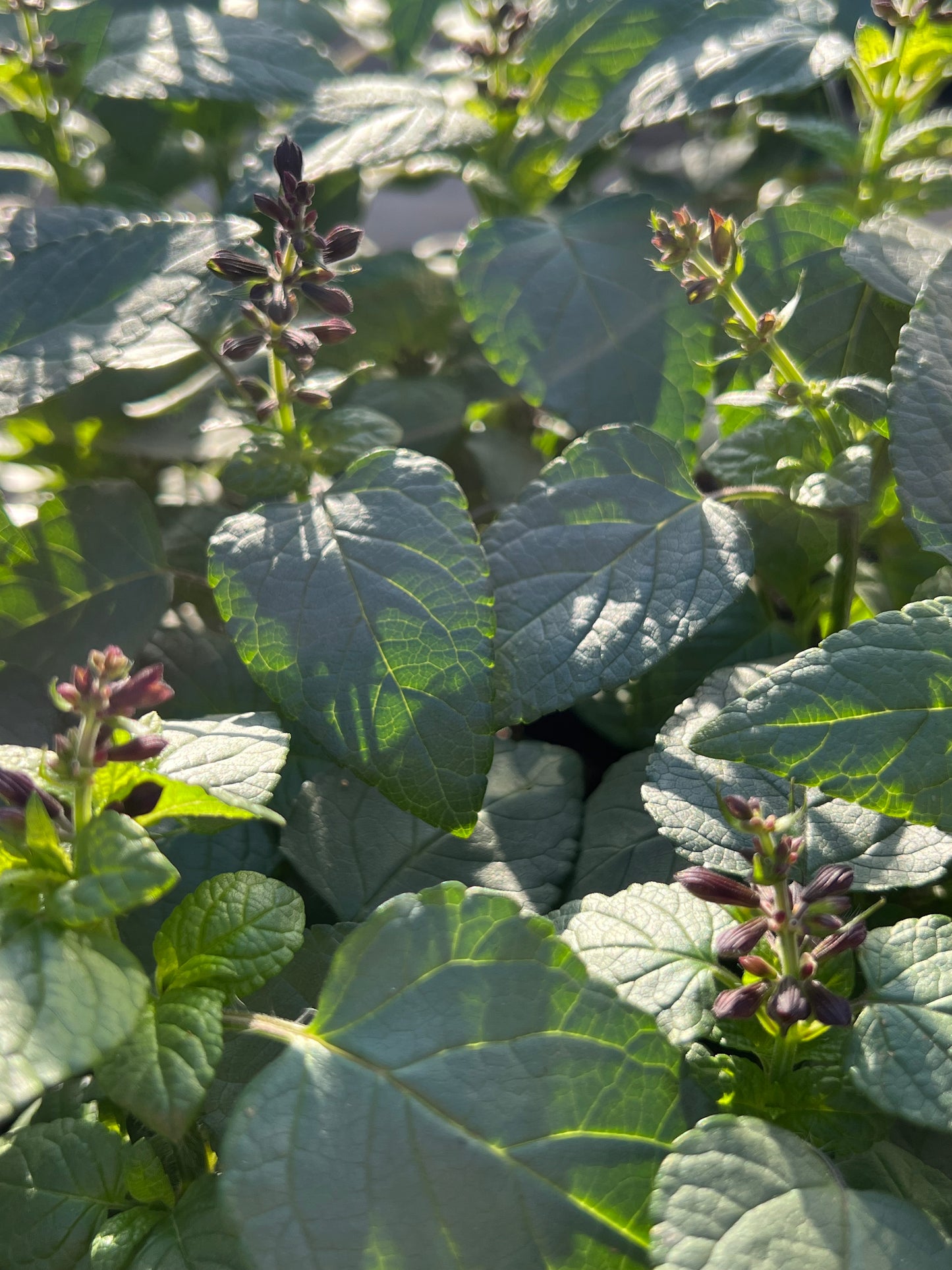 Salvia Hummingbird Forest Fire