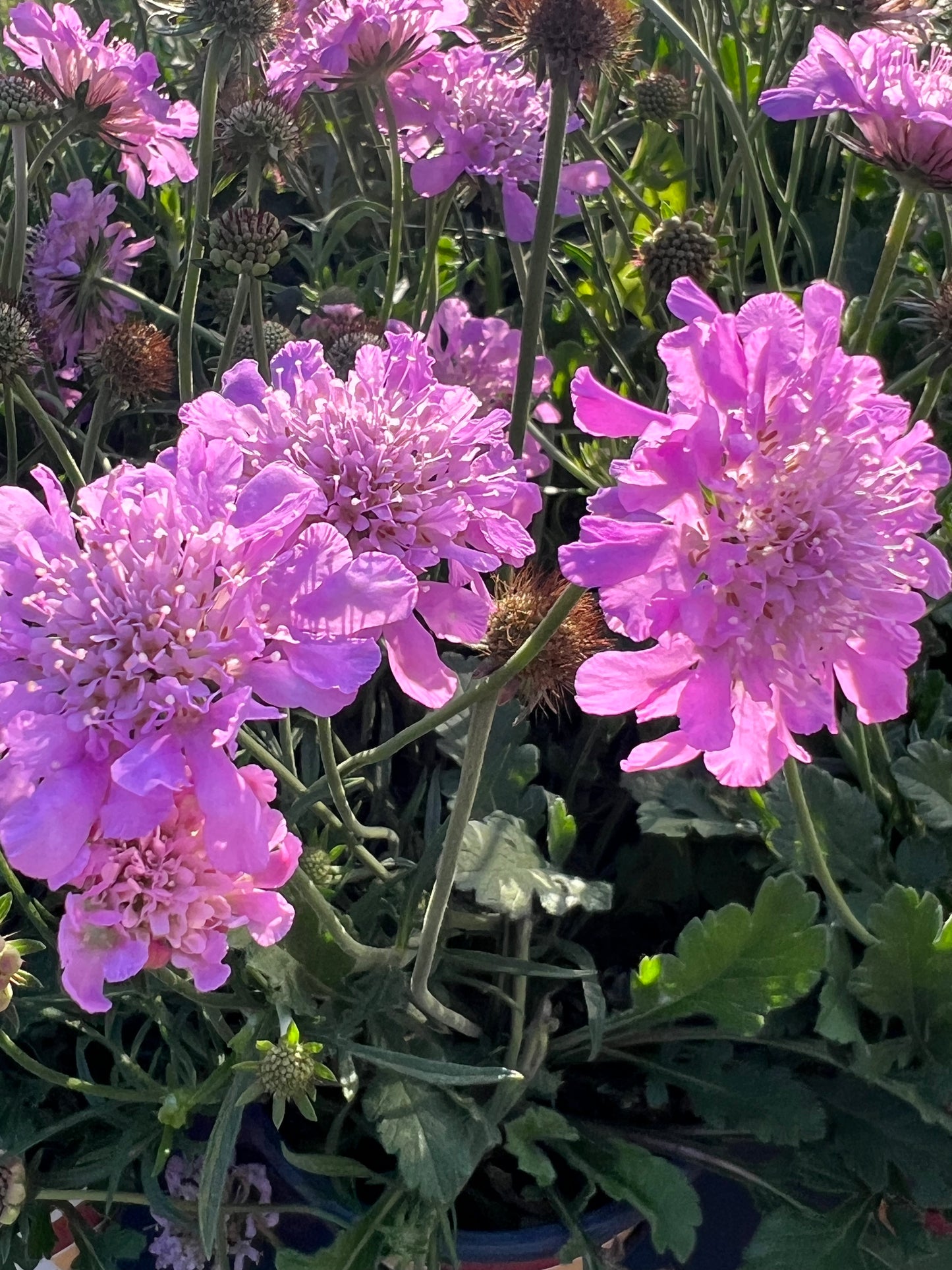 Scabiosa Pink Mist