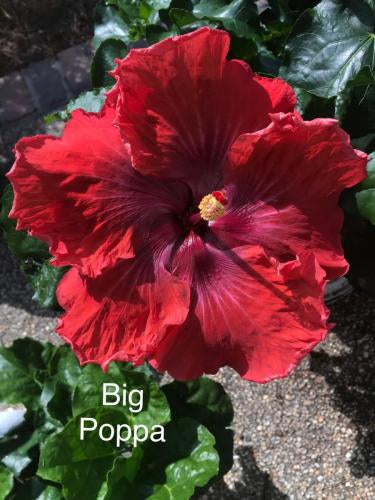 Hibiscus Big Poppa - Cajun Hibiscus