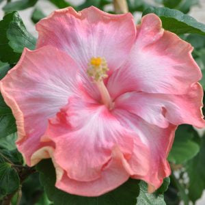 Hibiscus Chiffon Maiden - Cajun Hibiscus