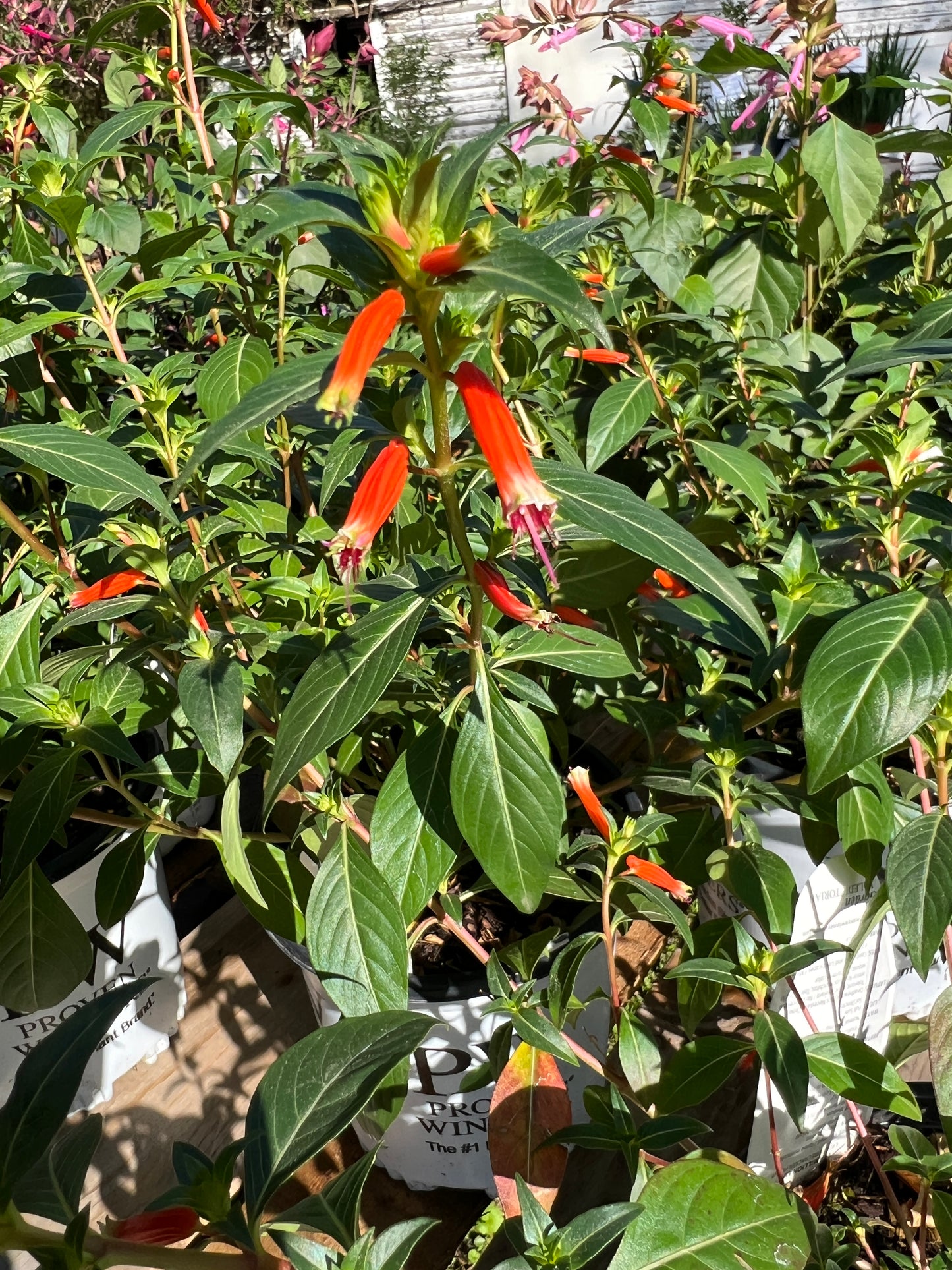 Cuphea Vermillionaire