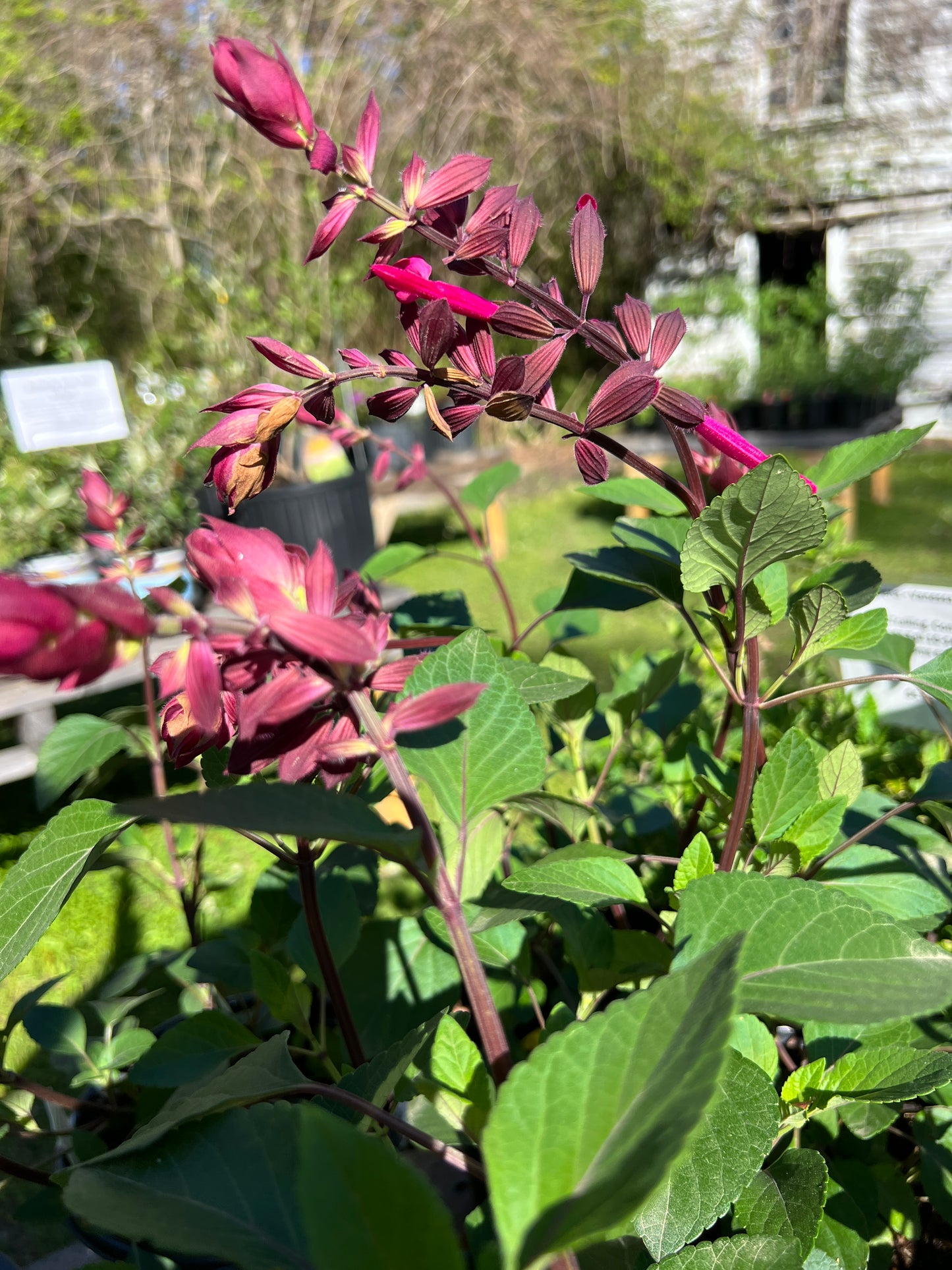 Salvia 'Skyscraper Dark Purple'