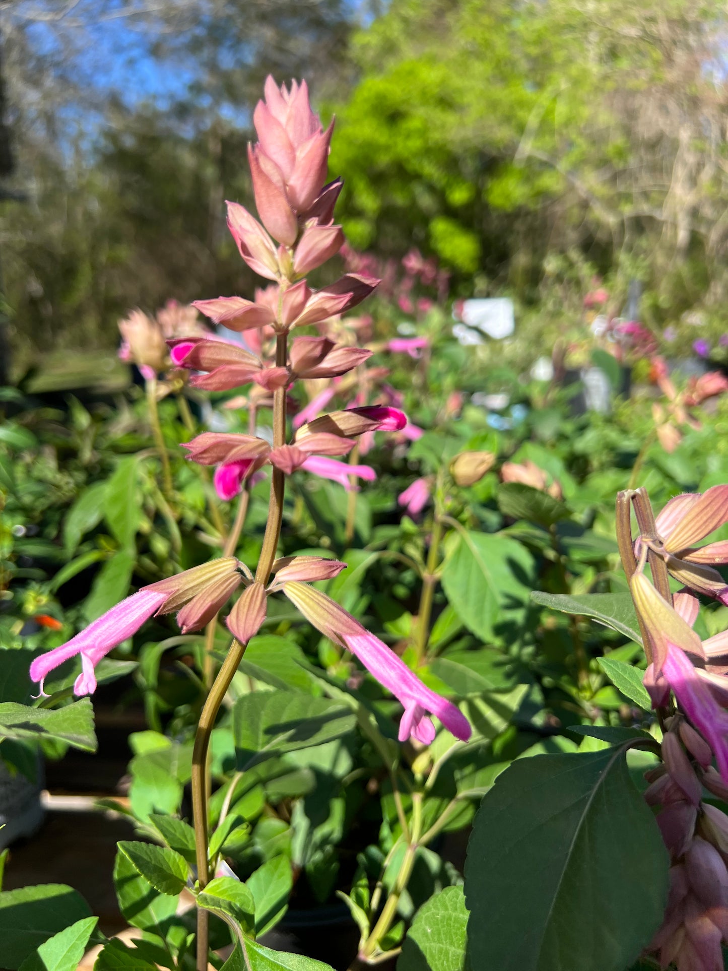 Salvia 'Skyscraper Pink'
