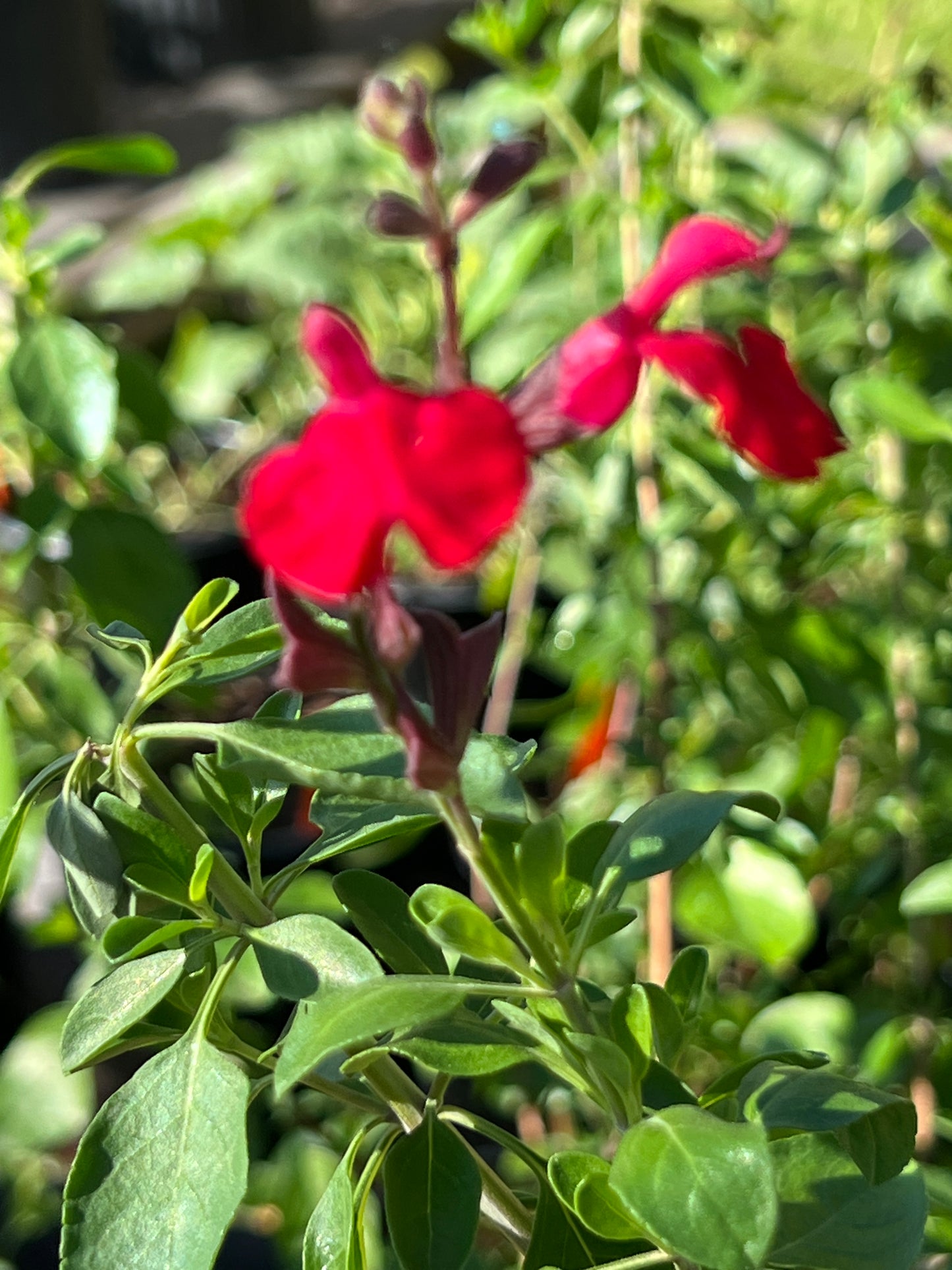 Salvia microphylla